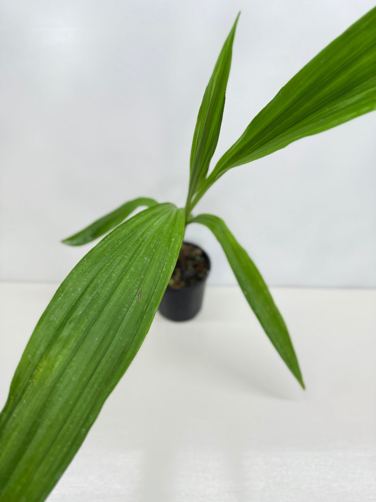 Phaius australis - Giant Swamp Orchid W17