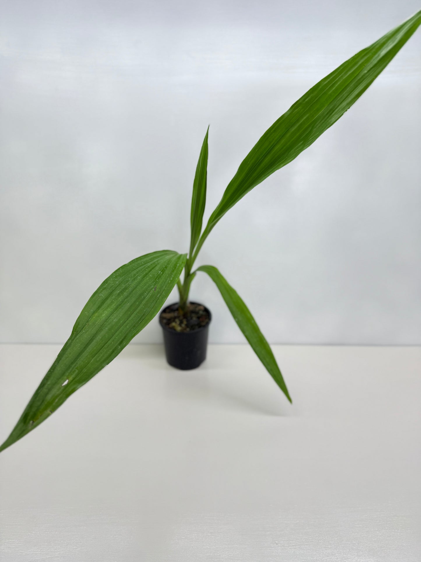 Phaius australis - Giant Swamp Orchid W17