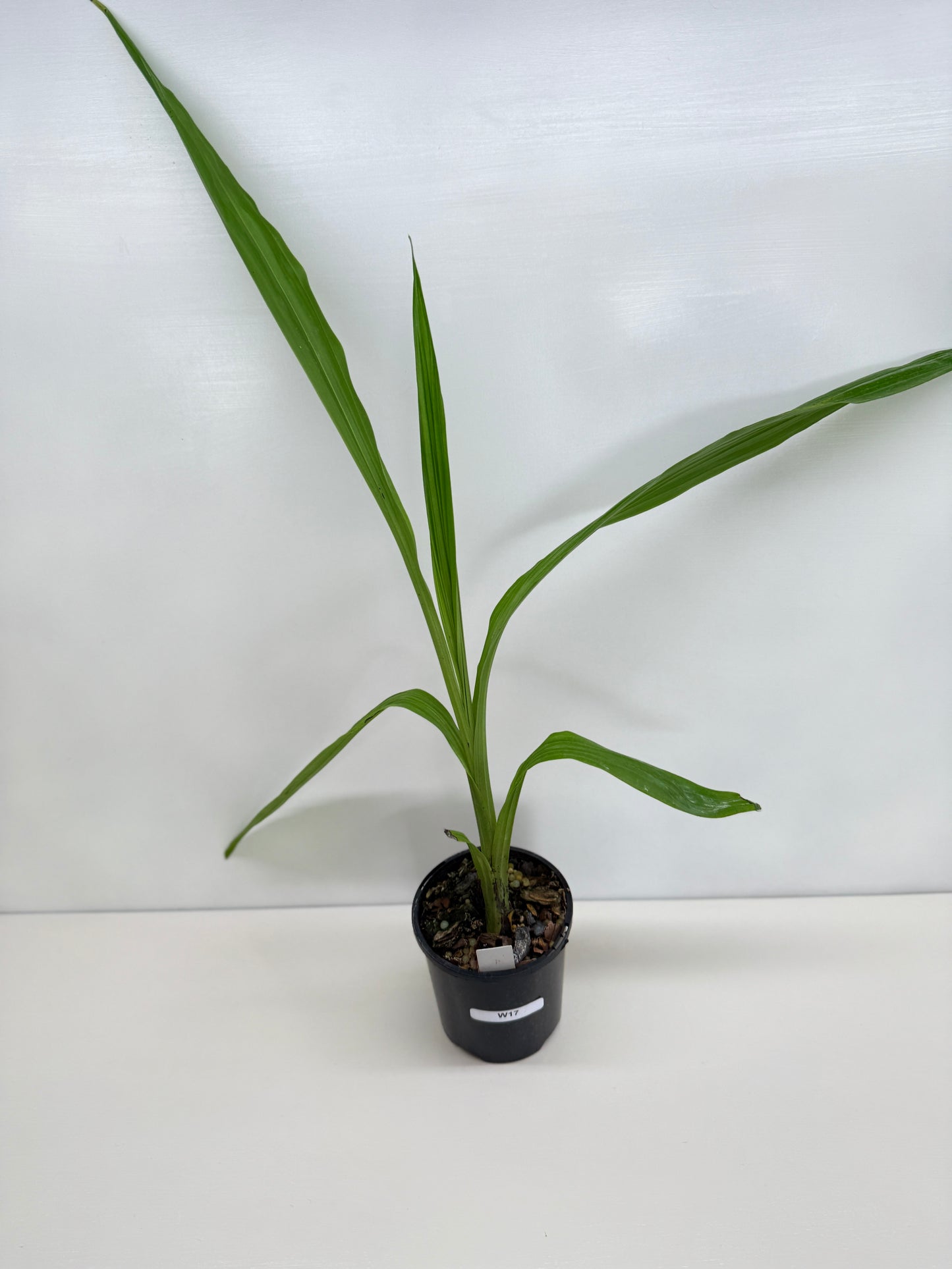 Phaius australis - Giant Swamp Orchid W17