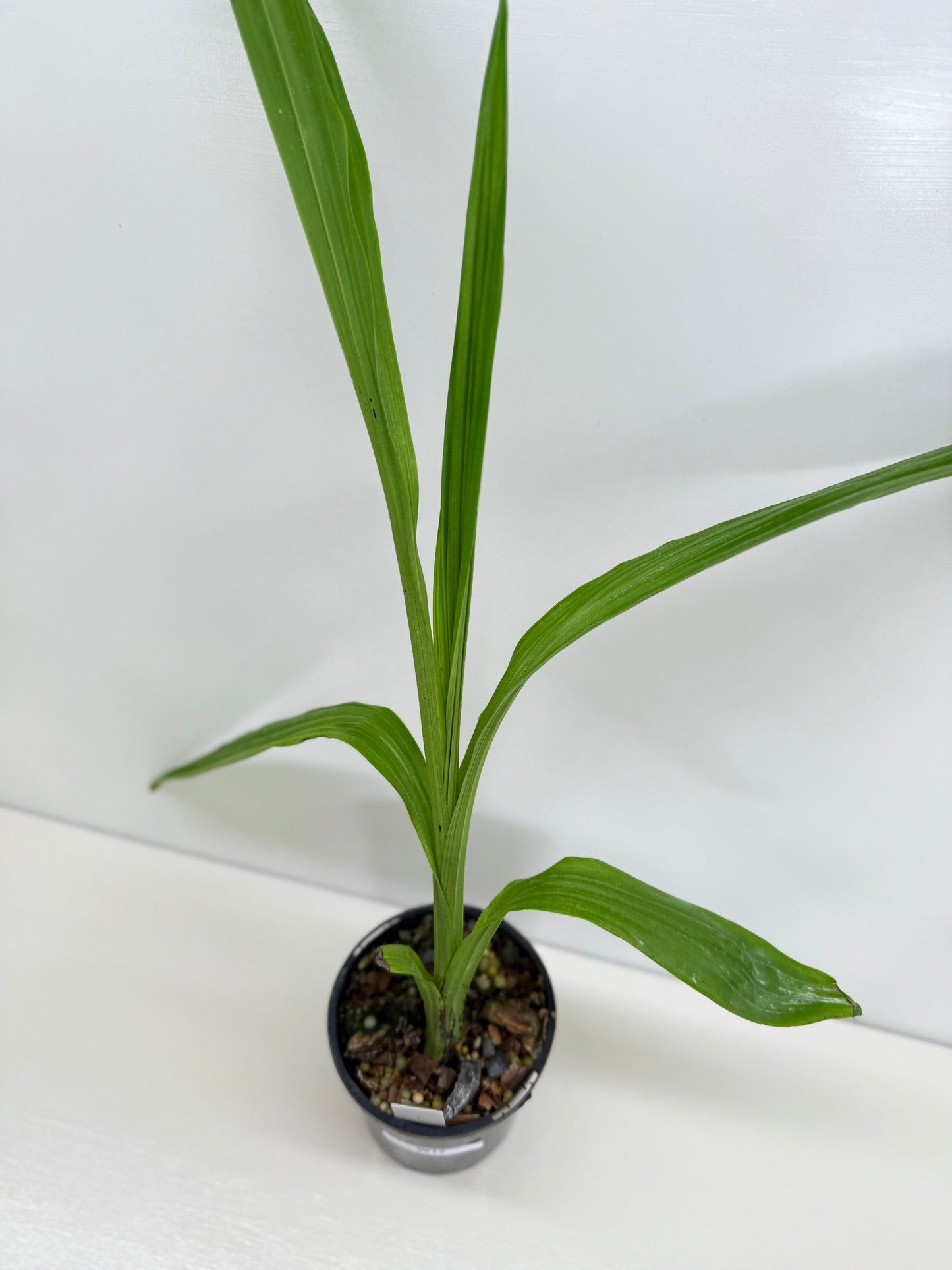 Phaius australis - Giant Swamp Orchid W17