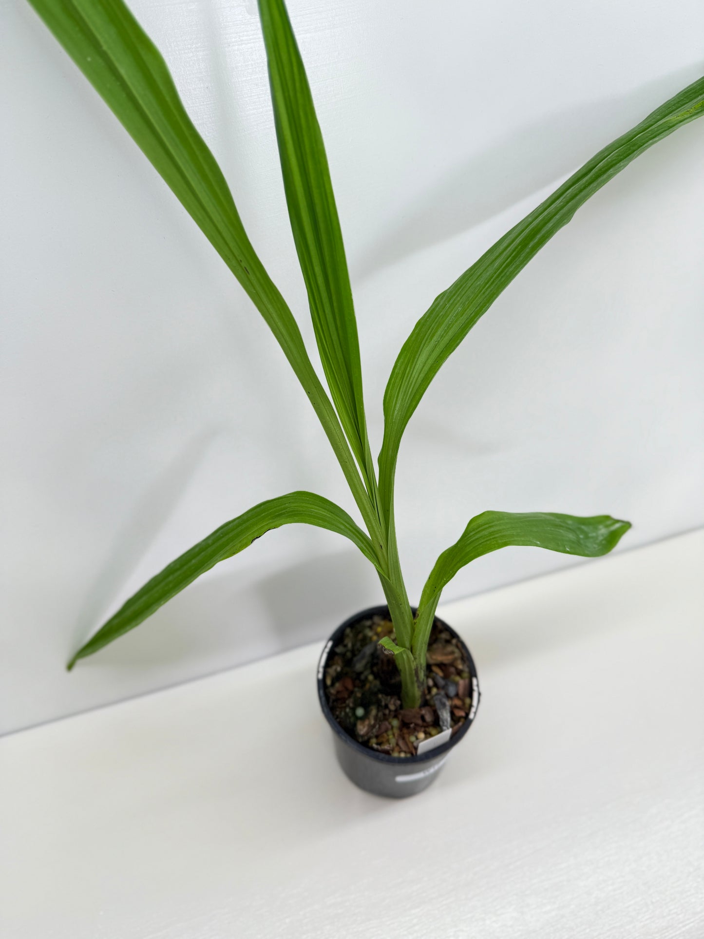 Phaius australis - Giant Swamp Orchid W17