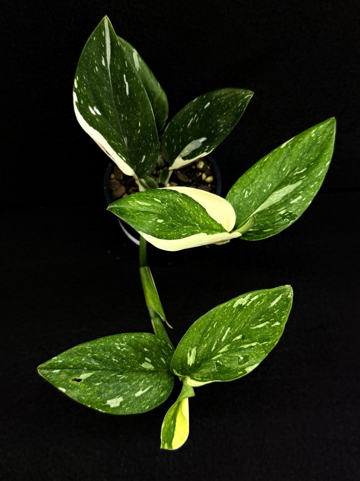 Monstera standleyana 'Albo' D65