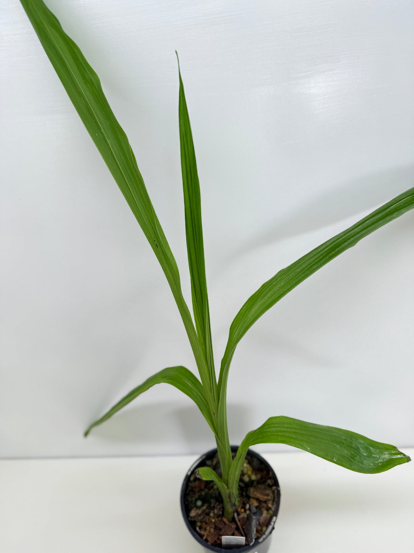 Phaius australis - Giant Swamp Orchid W17