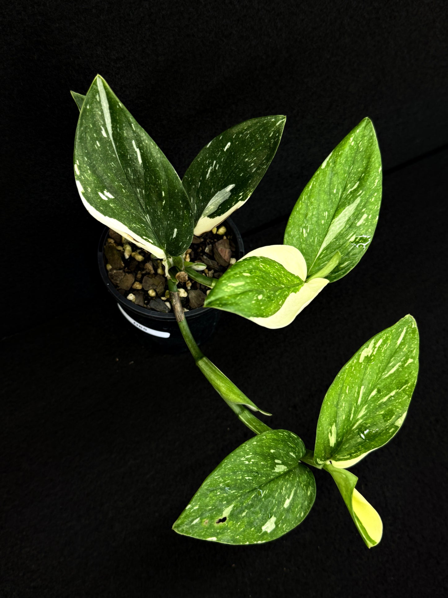 Monstera standleyana 'Albo' D65