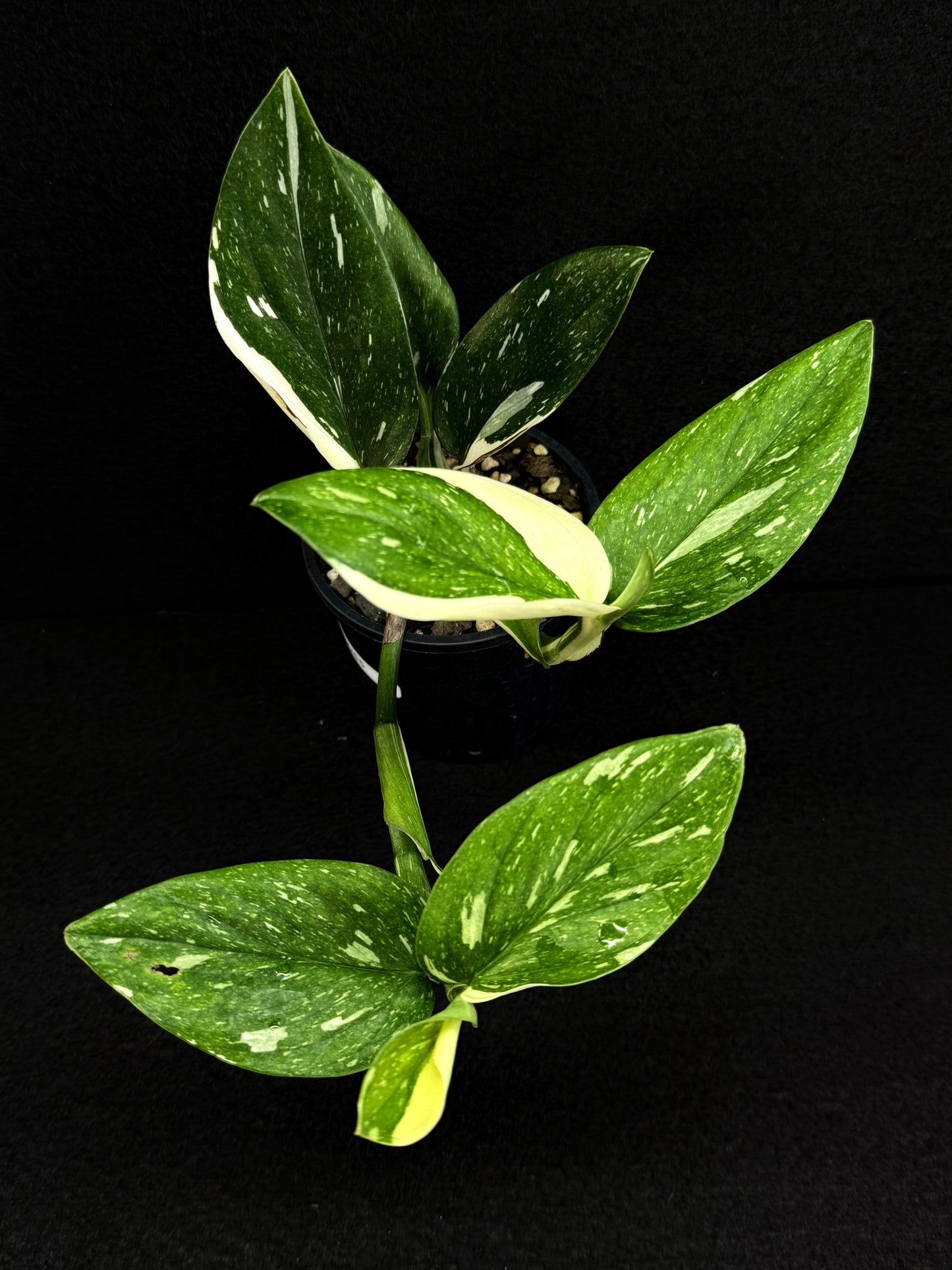 Monstera standleyana 'Albo' D65