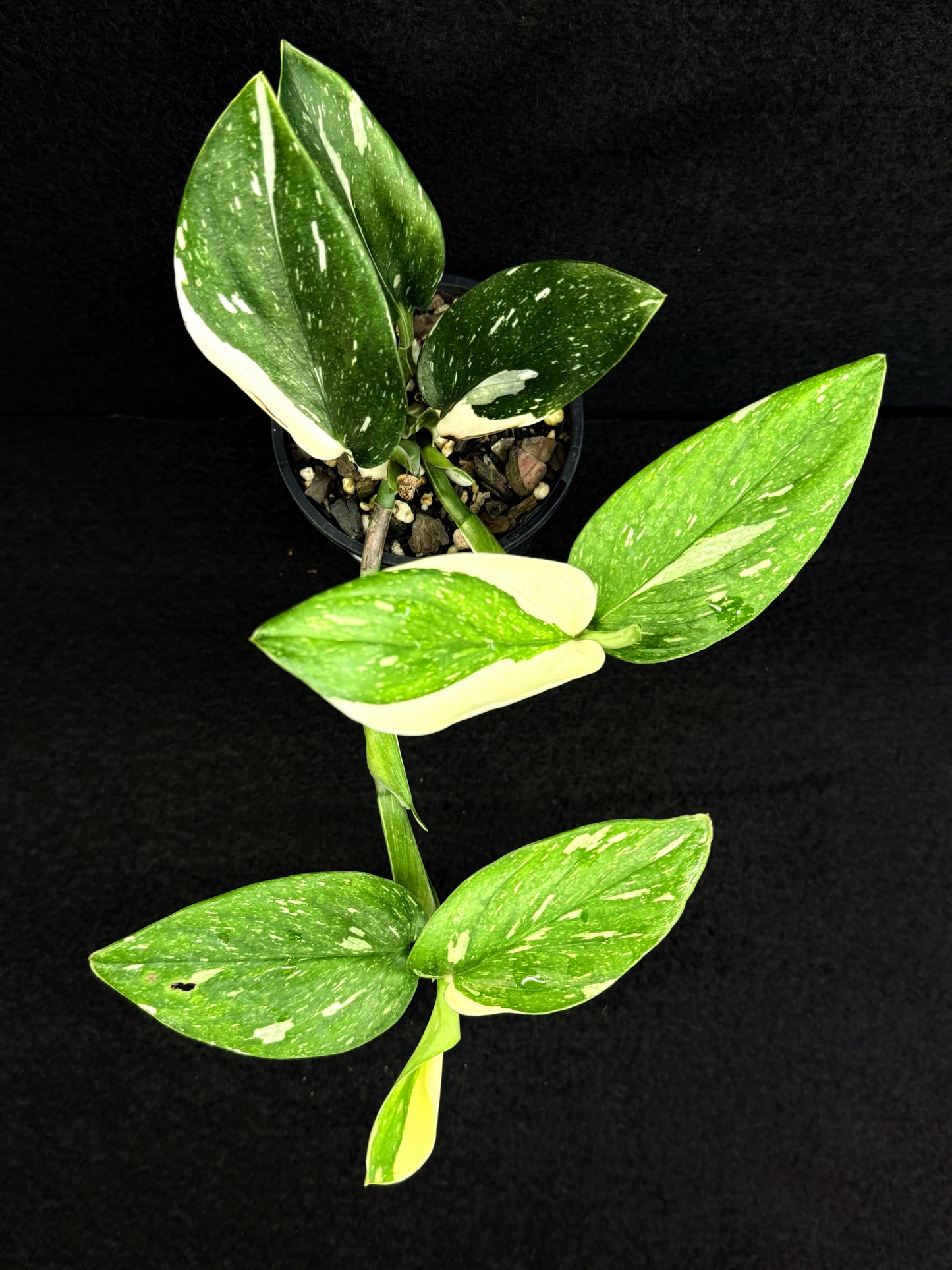 Monstera standleyana 'Albo' D65