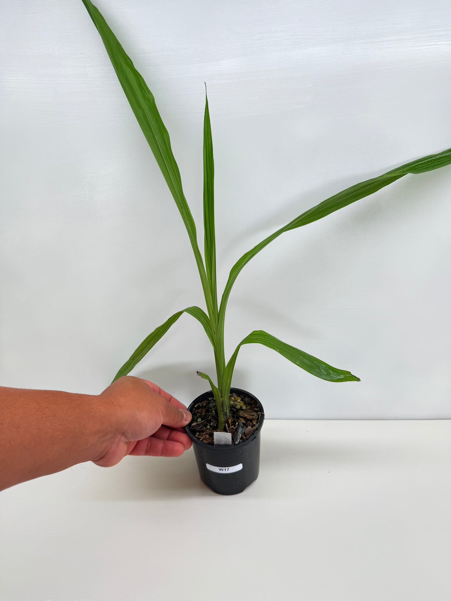 Phaius australis - Giant Swamp Orchid W17