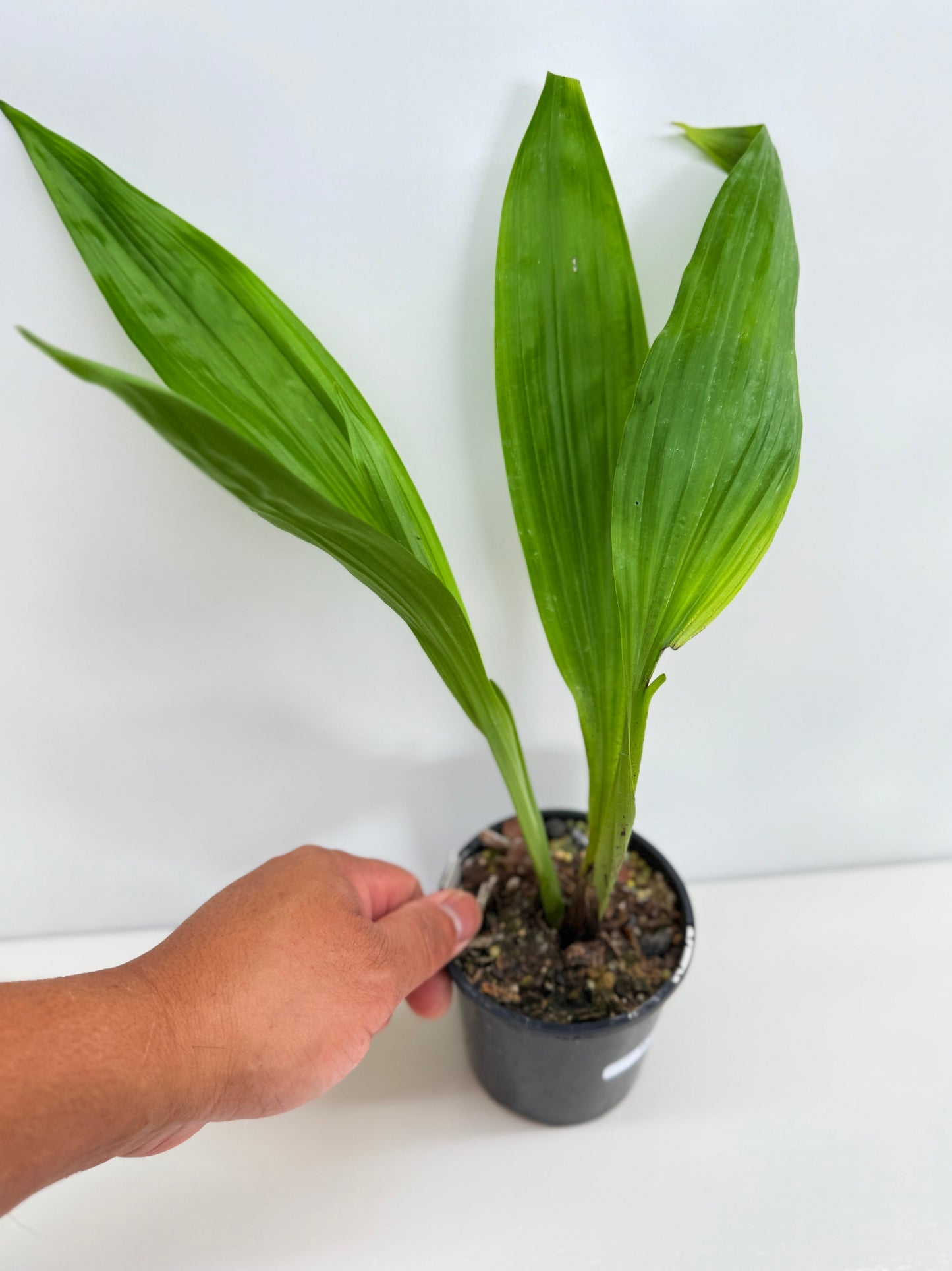 Phaius australis 'Giant Swamp Orchid' - Best Plant in Stock.