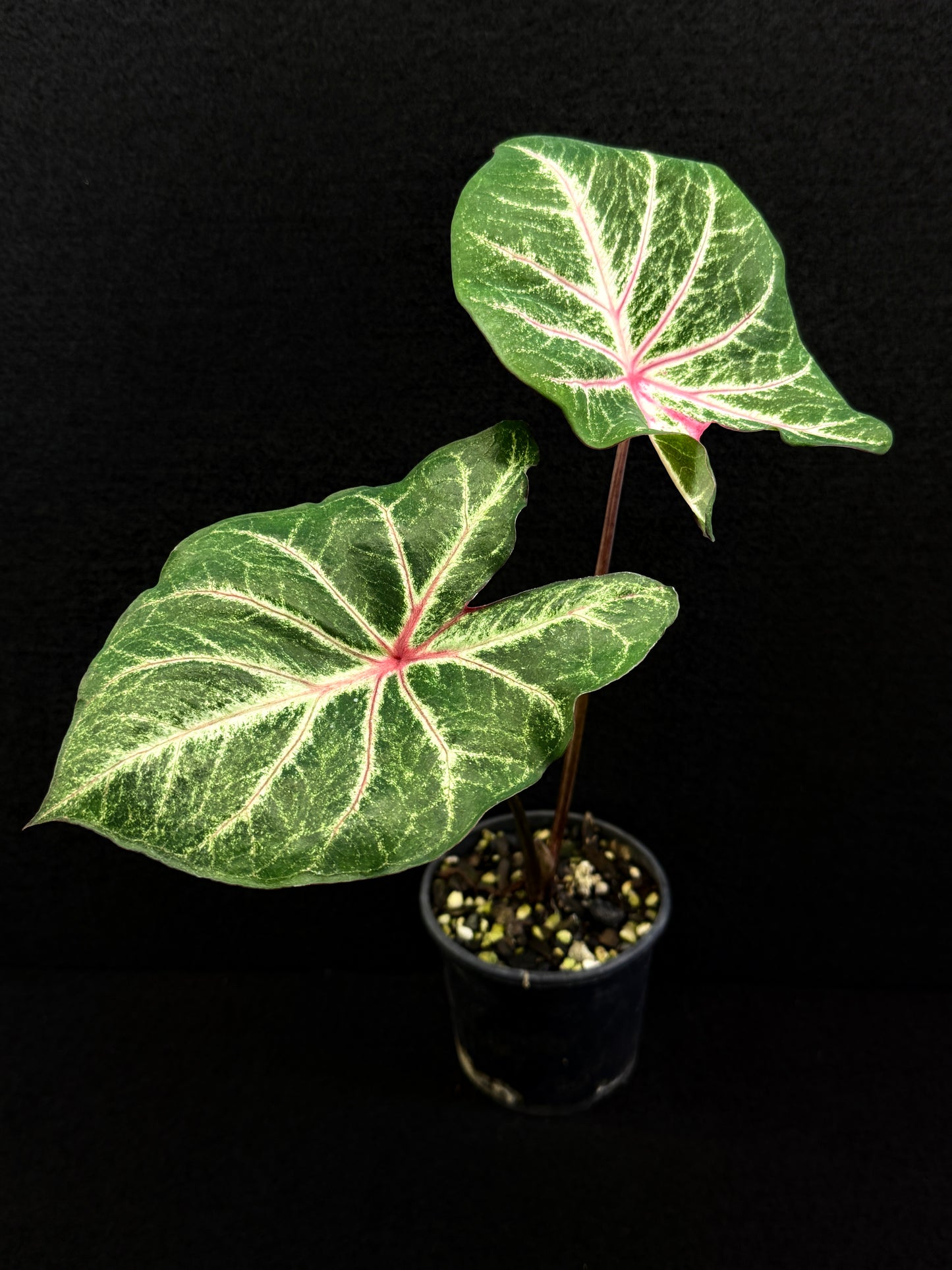 Caladium F31