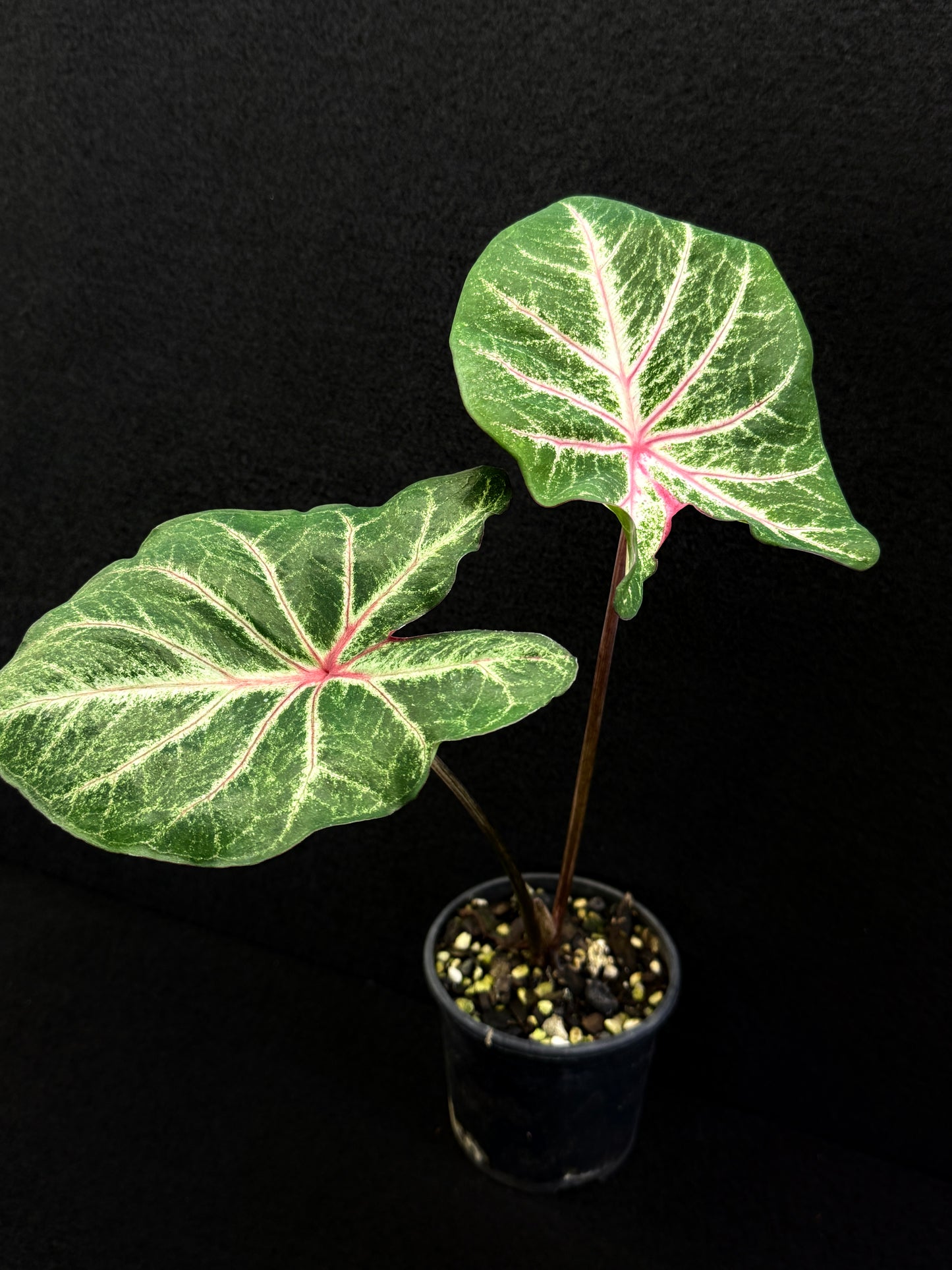Caladium F31