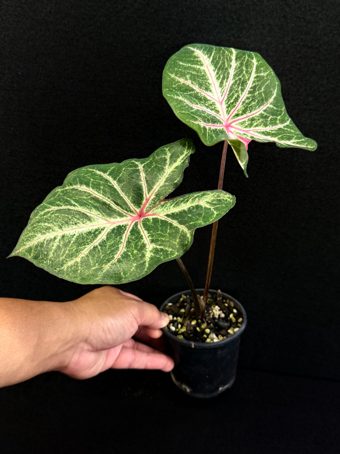 Caladium F31