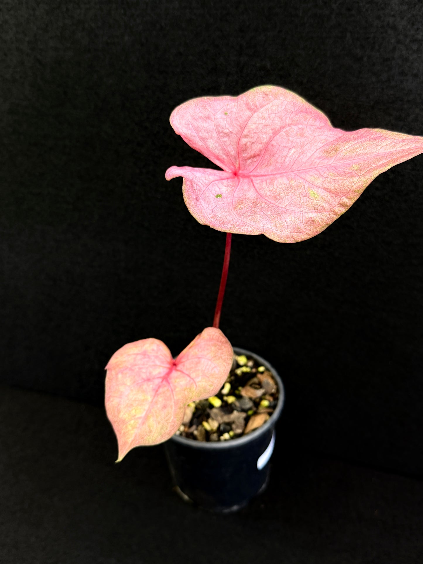 Caladium D67