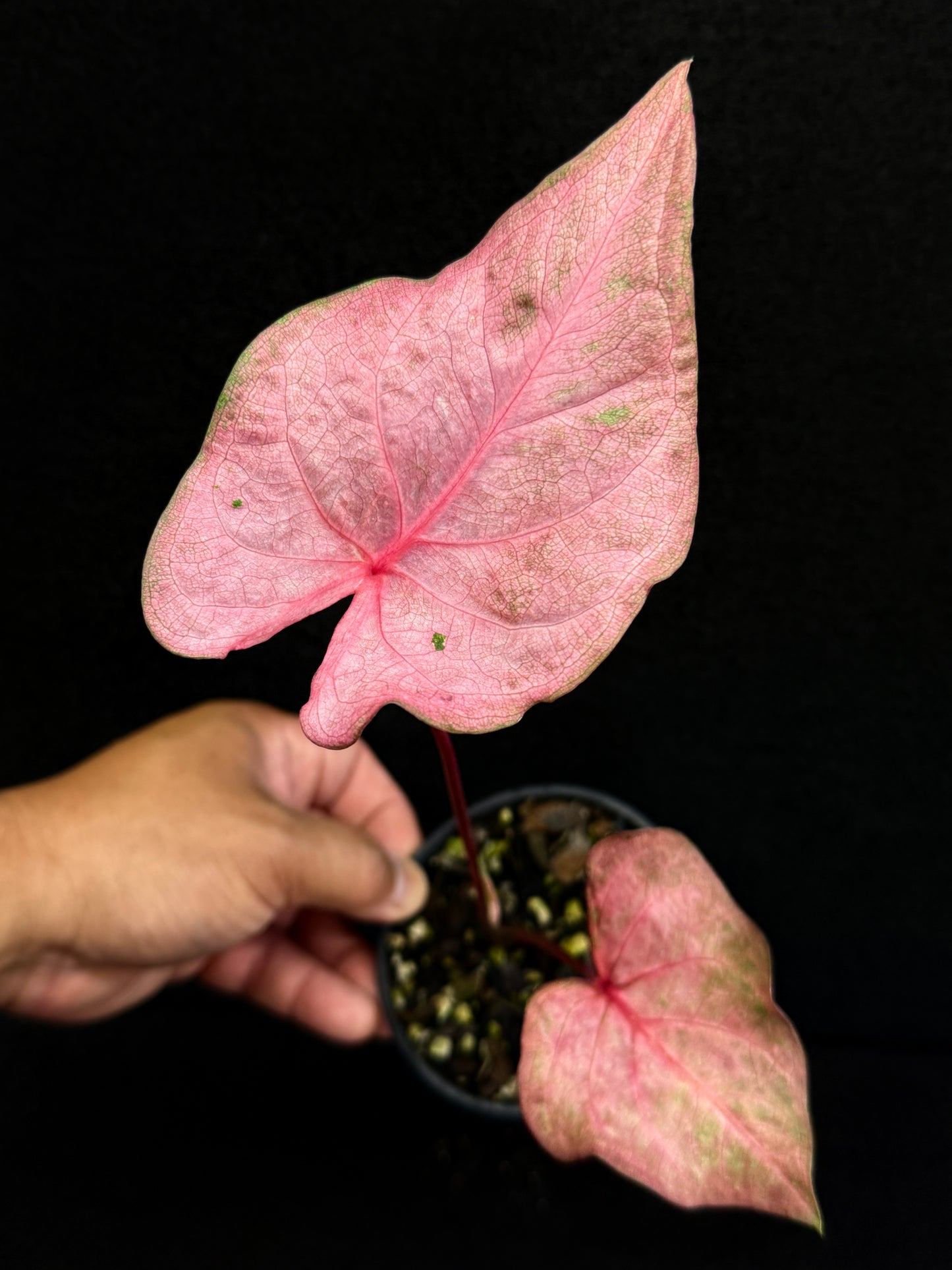 Caladium D67