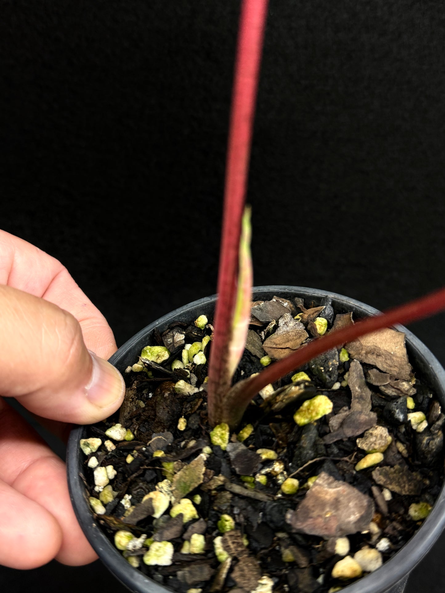 Caladium D67