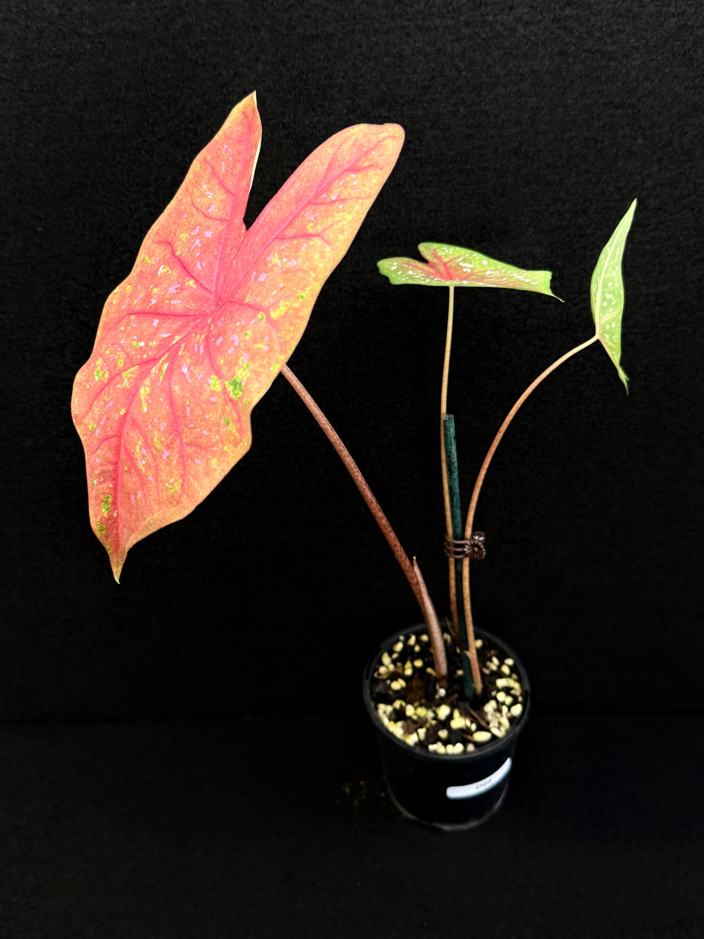 Caladium D68