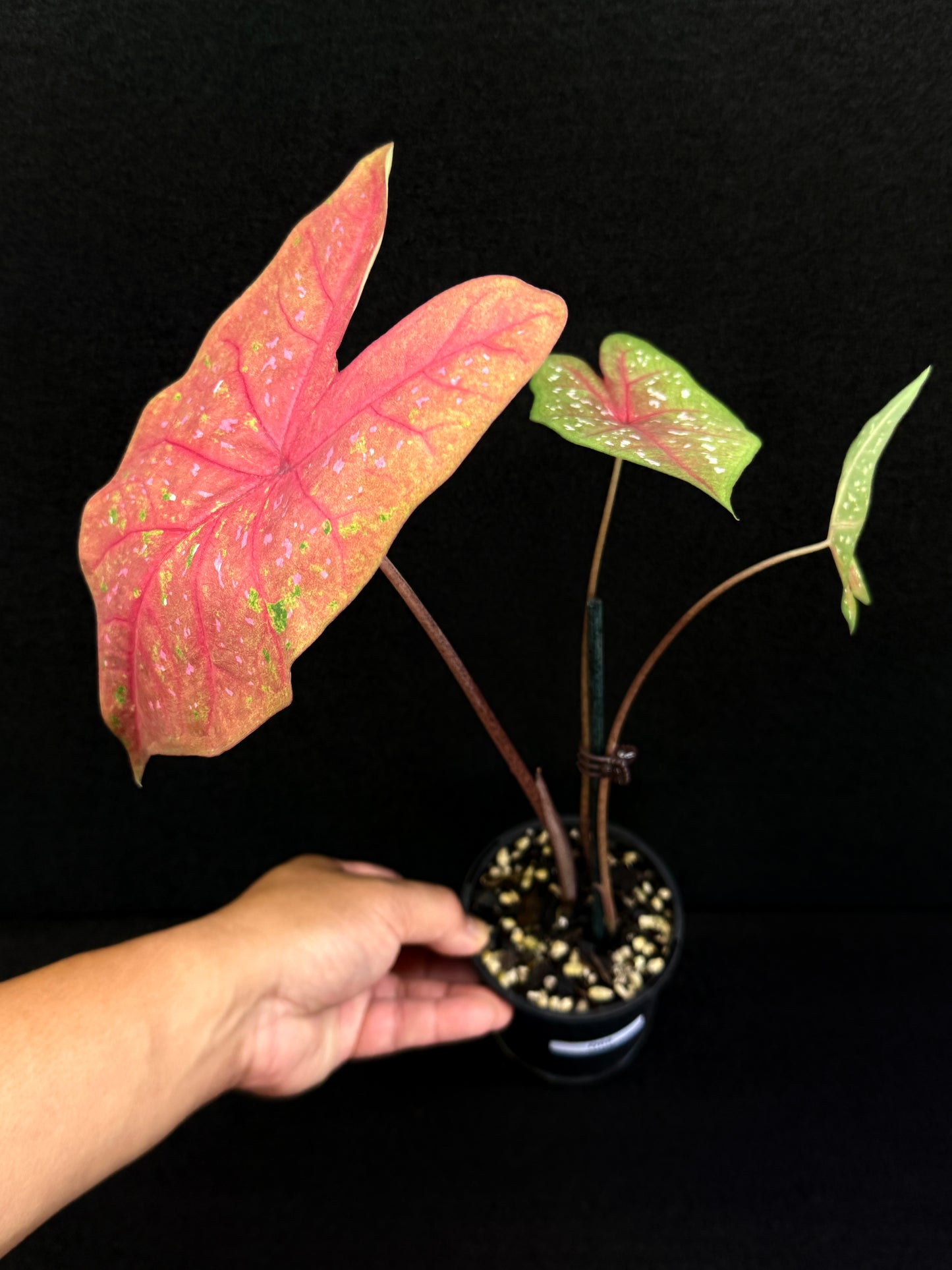 Caladium D68