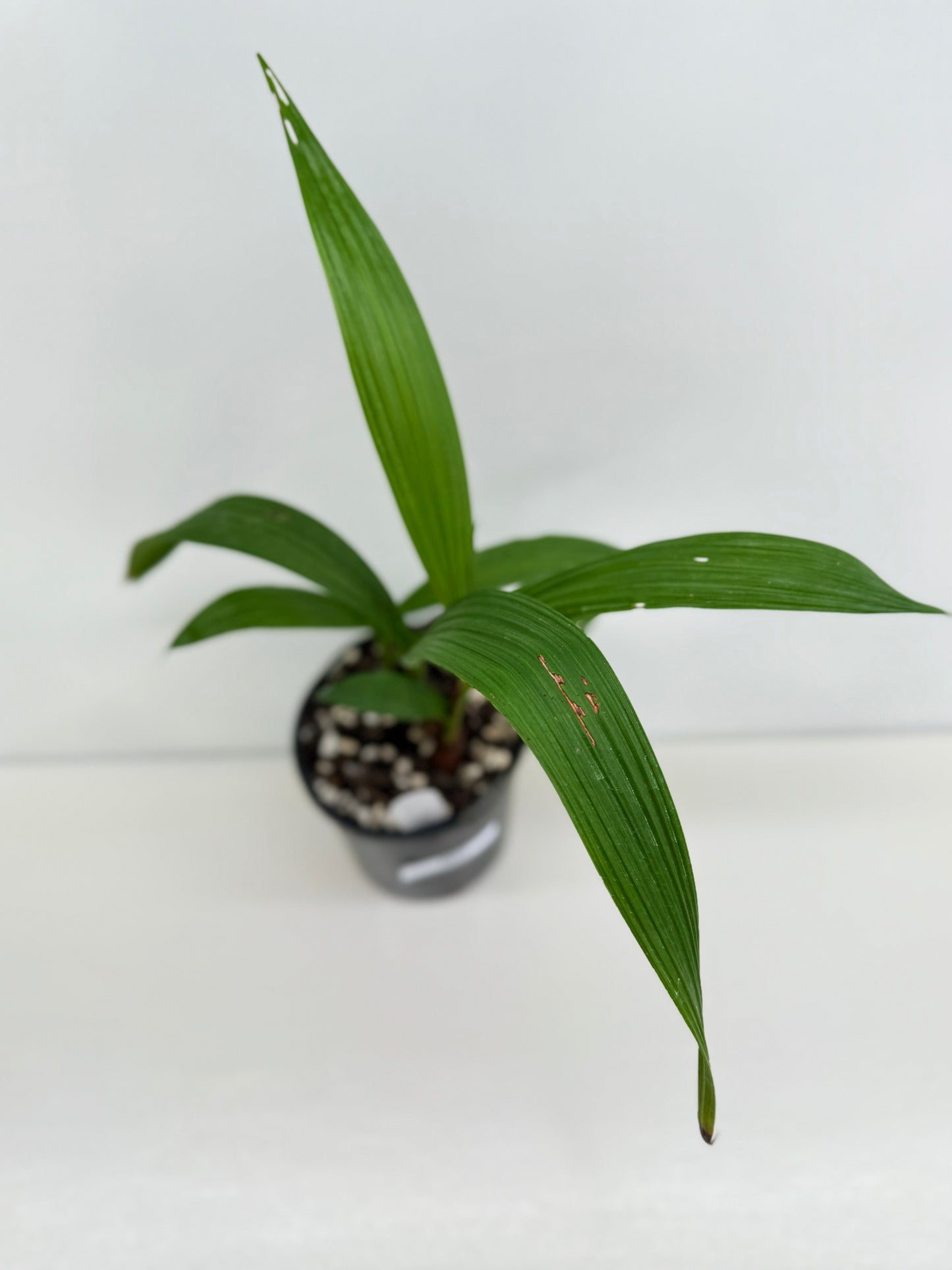Spathoglottis Cols Purple - Best Pick of the Crop!