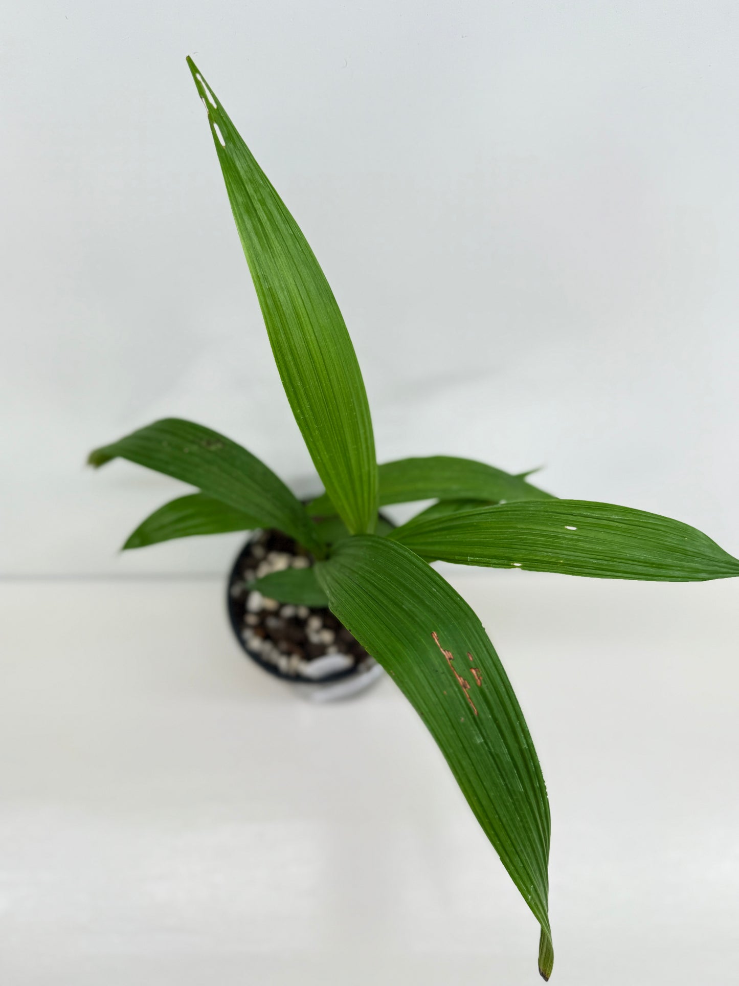 Spathoglottis Cols Purple - Best Pick of the Crop!