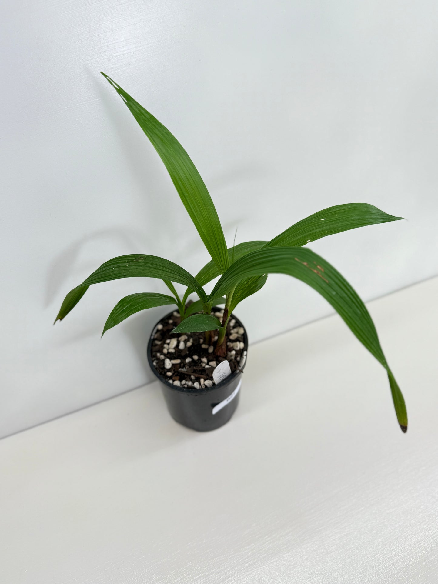 Spathoglottis Cols Purple - Best Pick of the Crop!