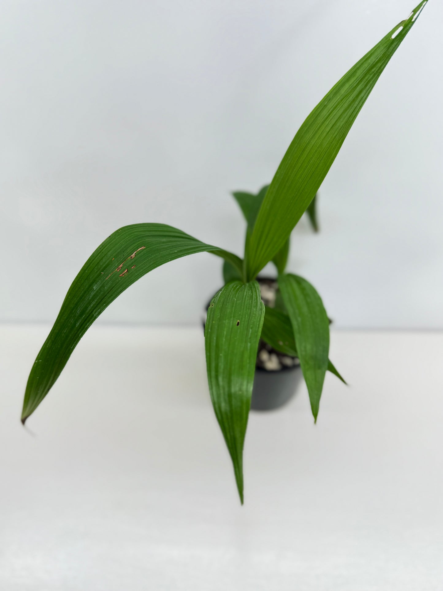 Spathoglottis Cols Purple - Best Pick of the Crop!
