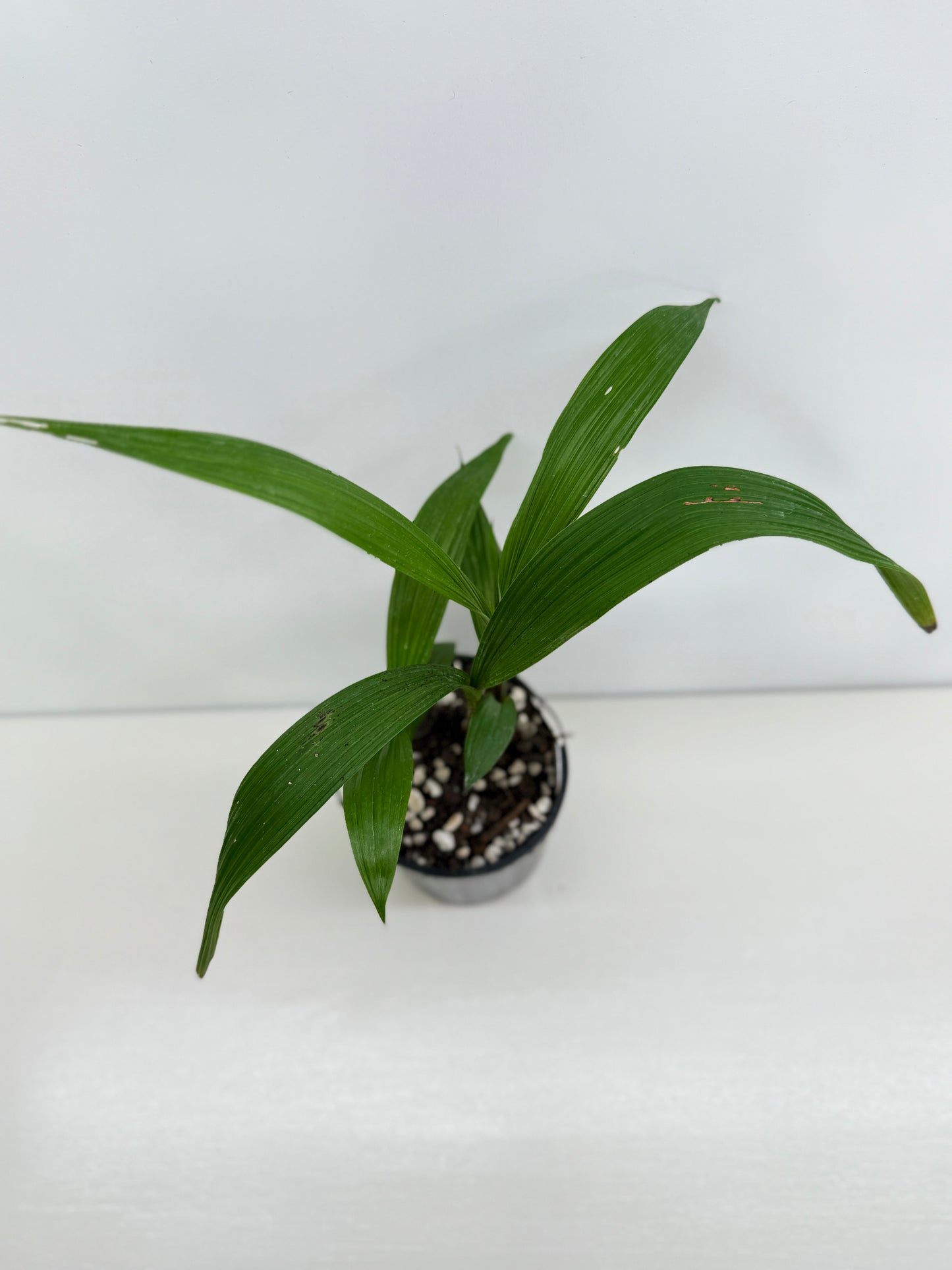 Spathoglottis Cols Purple - Best Pick of the Crop!