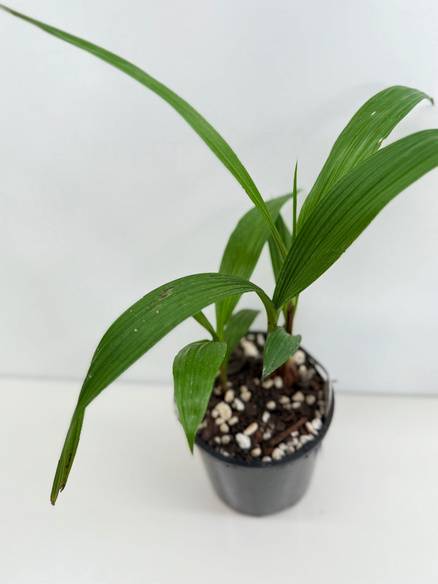 Spathoglottis Cols Purple - Best Pick of the Crop!