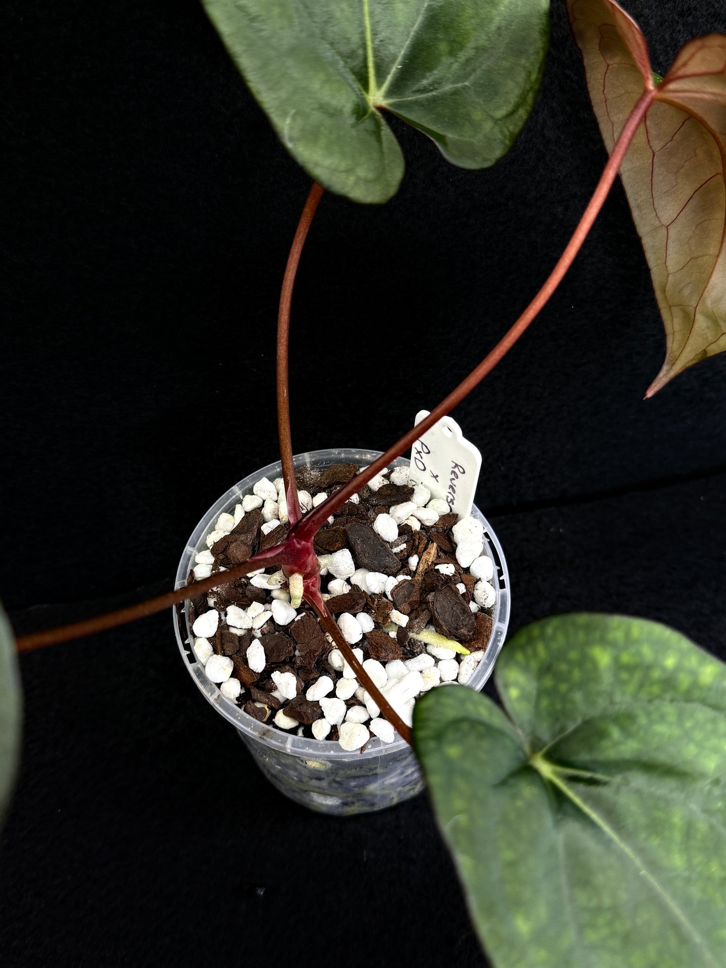 Anthurium Hybrid (Reverse BC x Pap x Dres LAS) D69