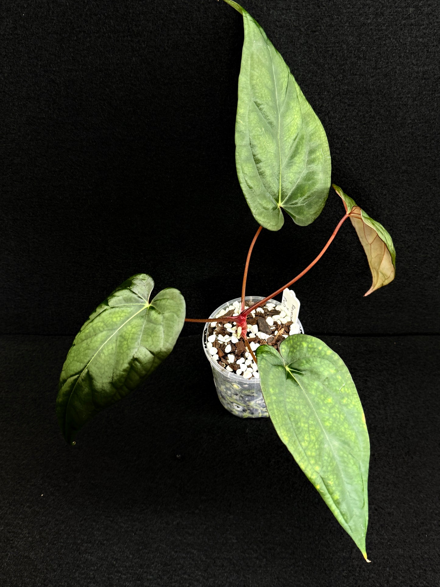 Anthurium Hybrid (Reverse BC x Pap x Dres LAS) D69