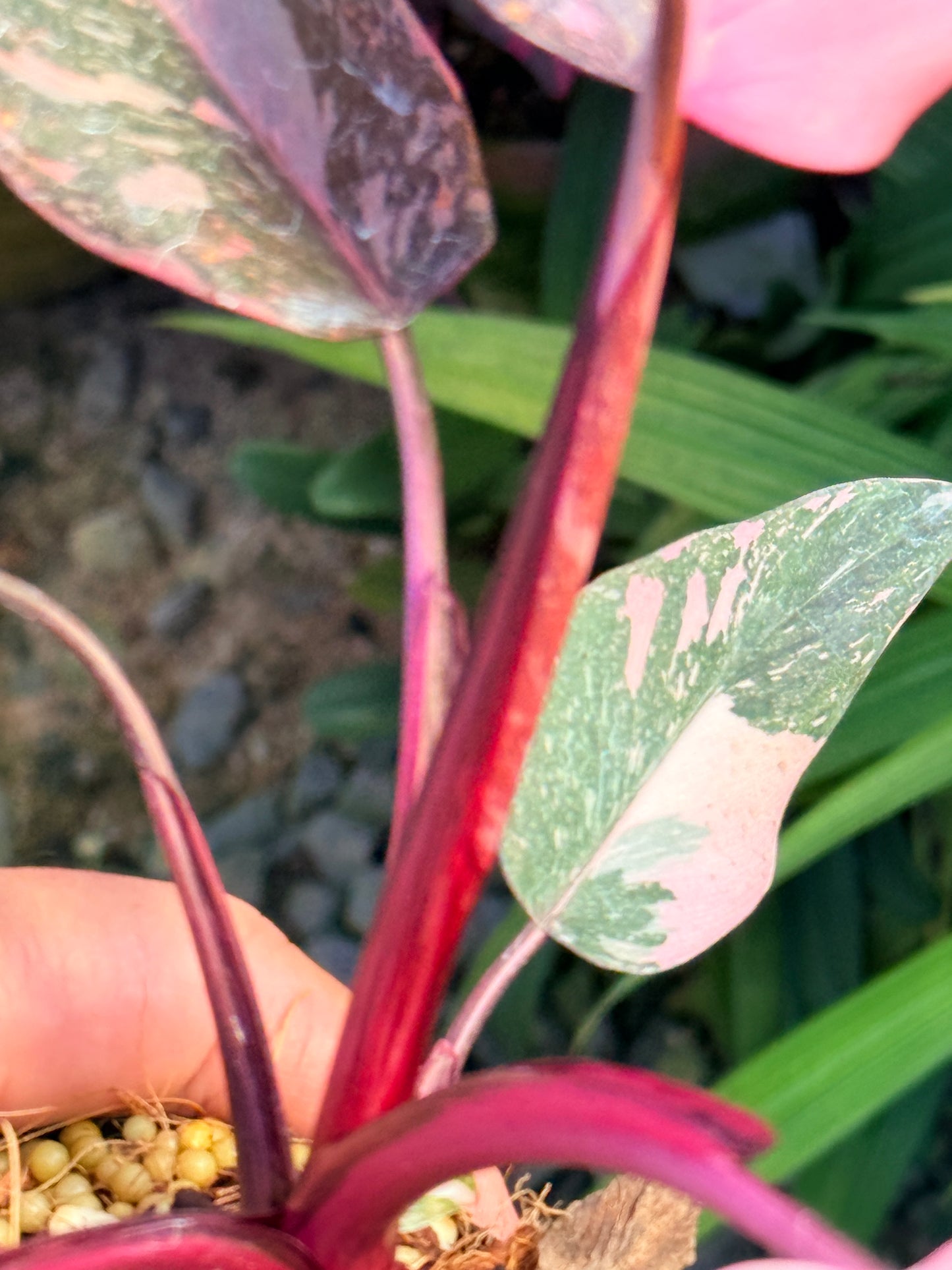 Philodendron 'Pink Princess Marble' aka Pink Princess Galaxy O58