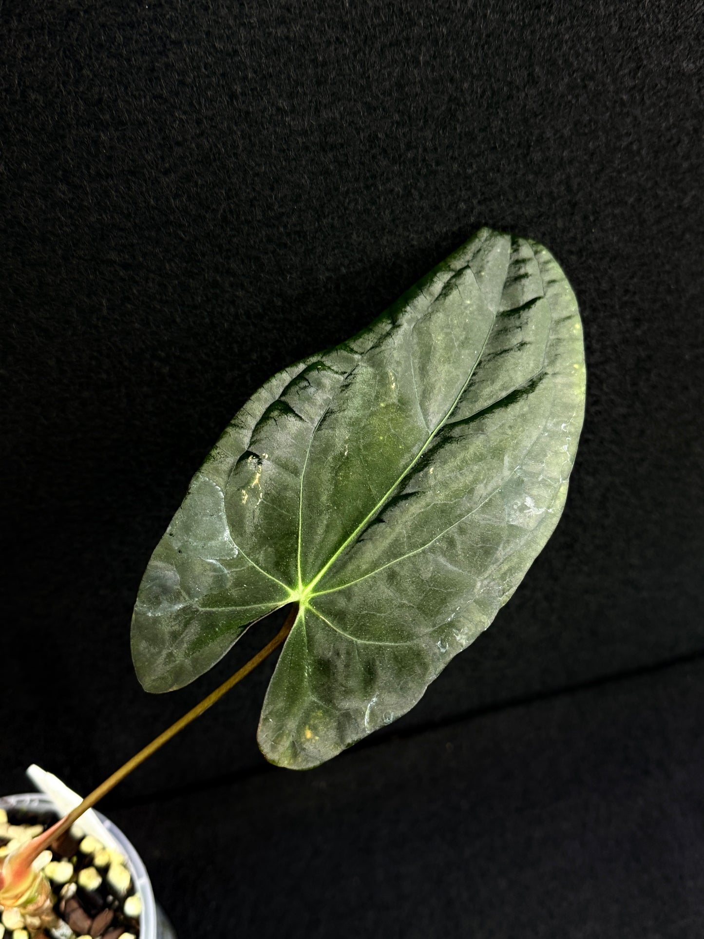 Anthurium Hybrid - PxD (JS) x PxD (Round) D70