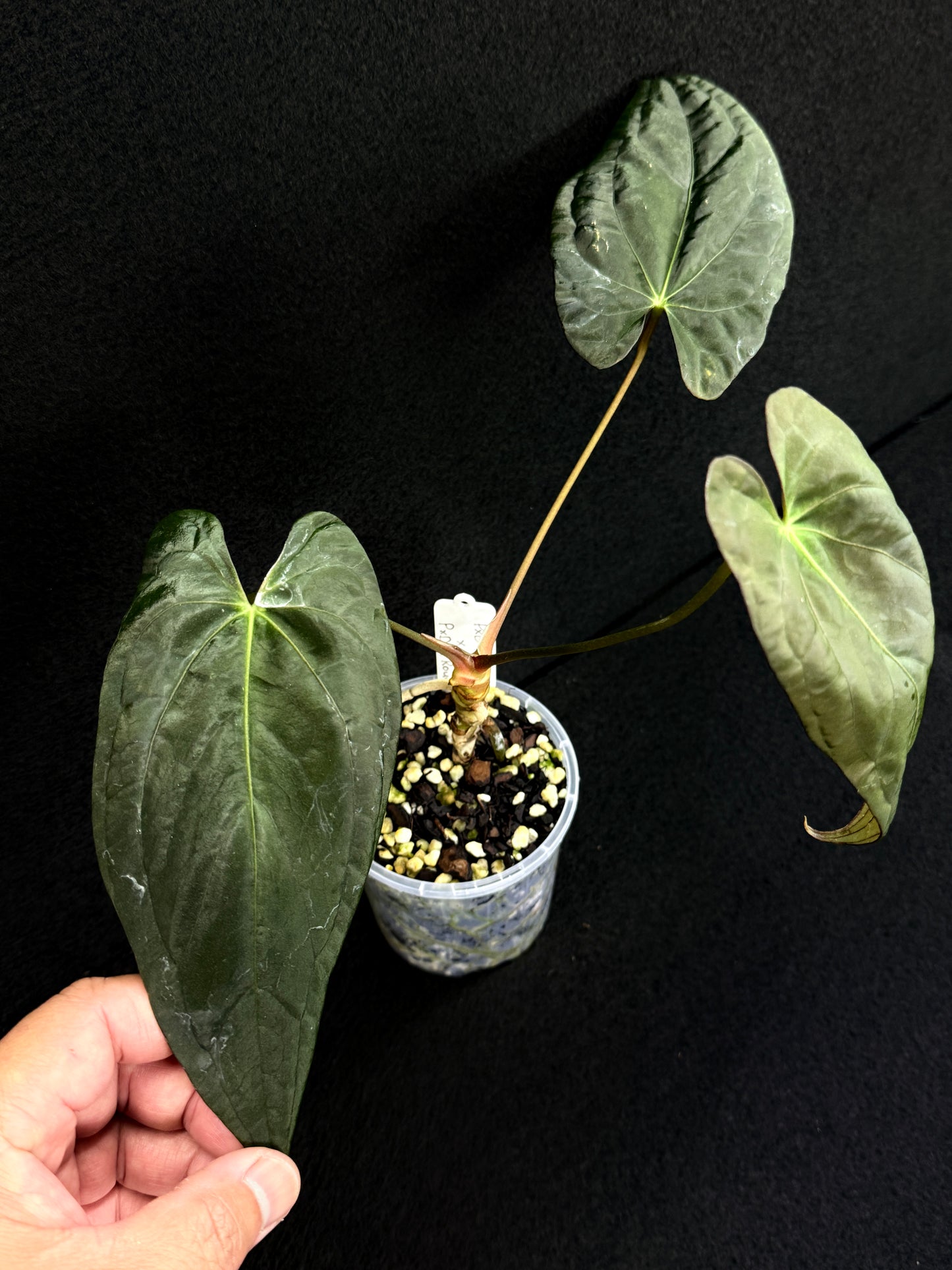 Anthurium Hybrid - PxD (JS) x PxD (Round) D70