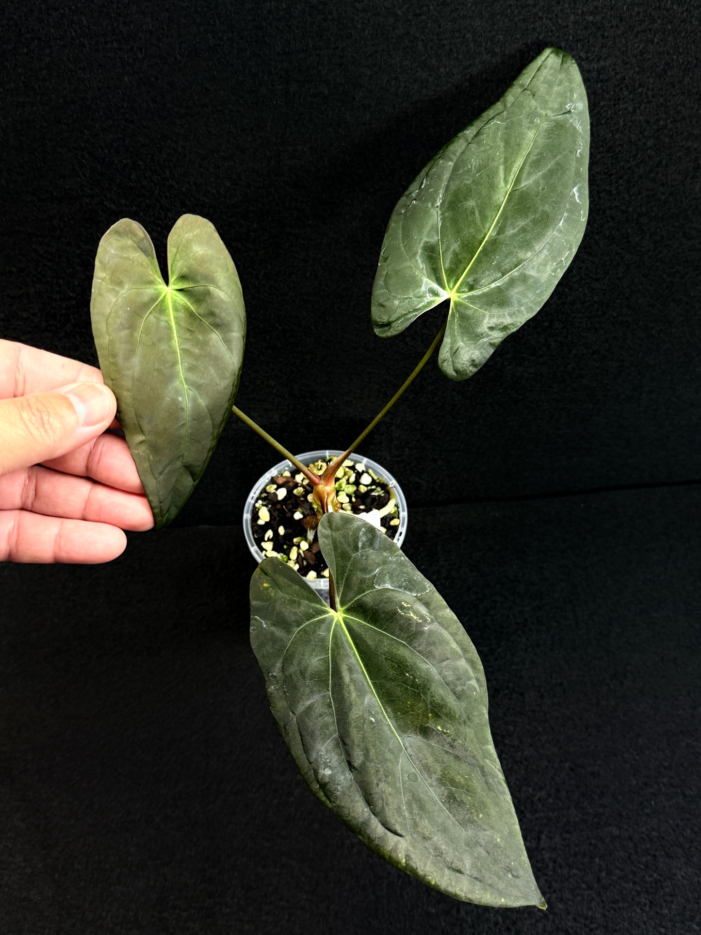Anthurium Hybrid - PxD (JS) x PxD (Round) D70