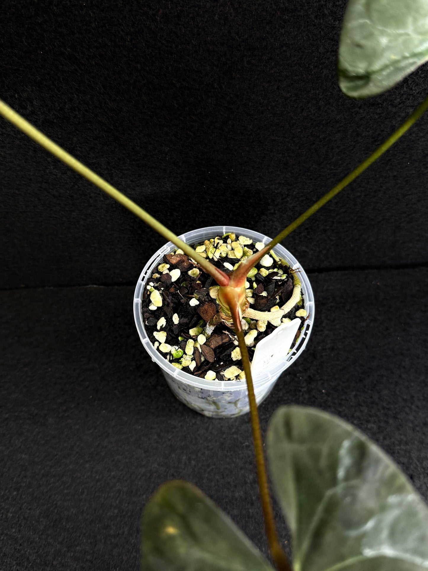 Anthurium Hybrid - PxD (JS) x PxD (Round) D70