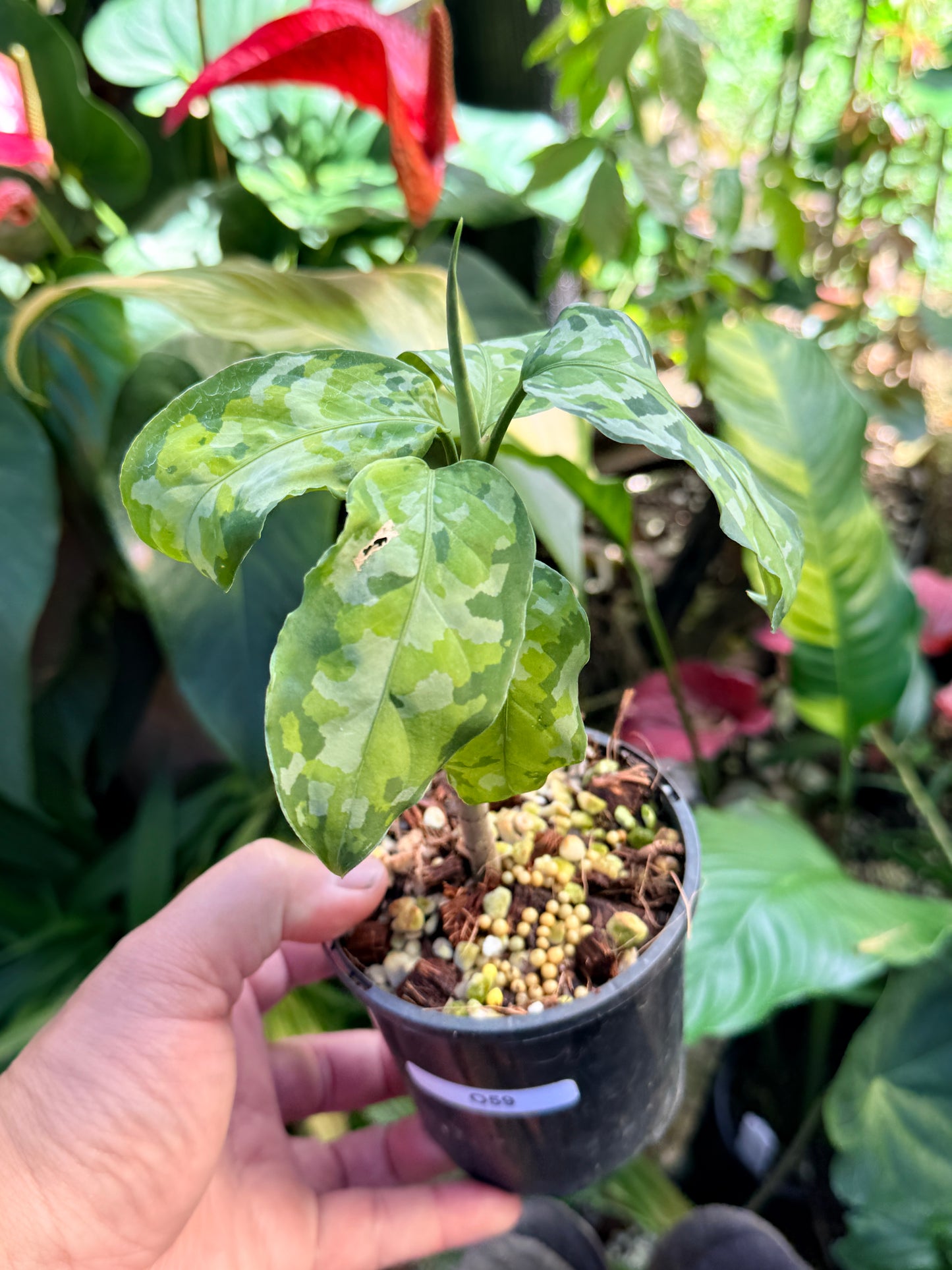 Aglaonema 'Pictum Tricolor' NONTC O59