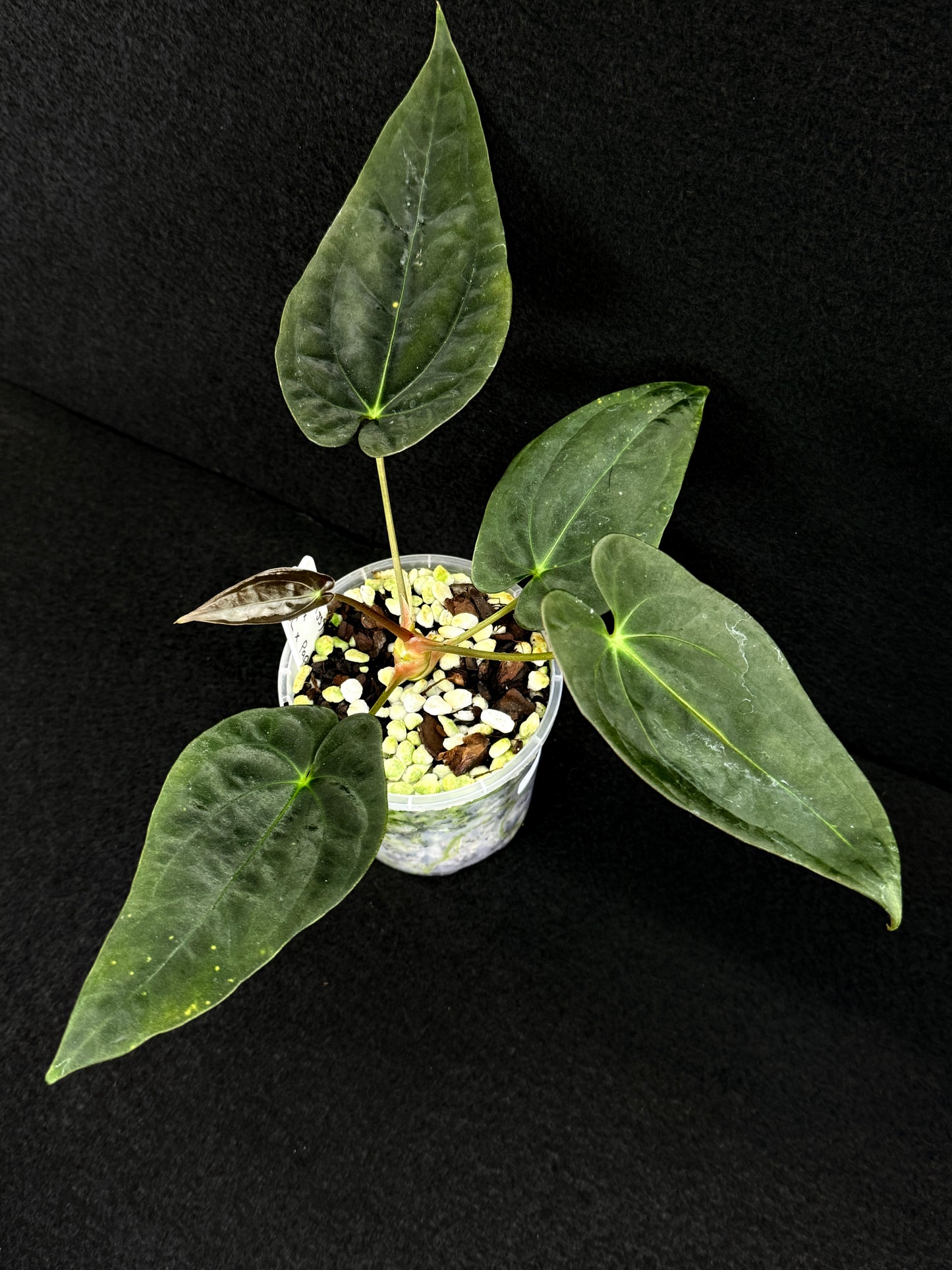 Anthurium Hybrid - PxD (JS) x BC x Pap D71
