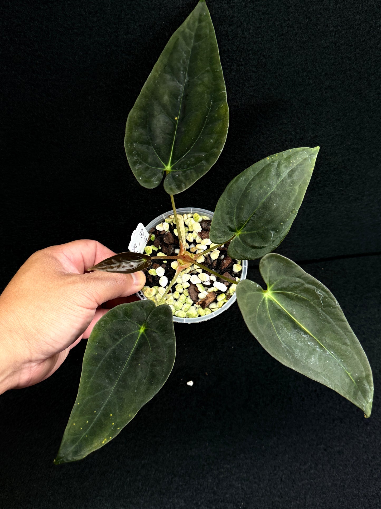 Anthurium Hybrid - PxD (JS) x BC x Pap D71