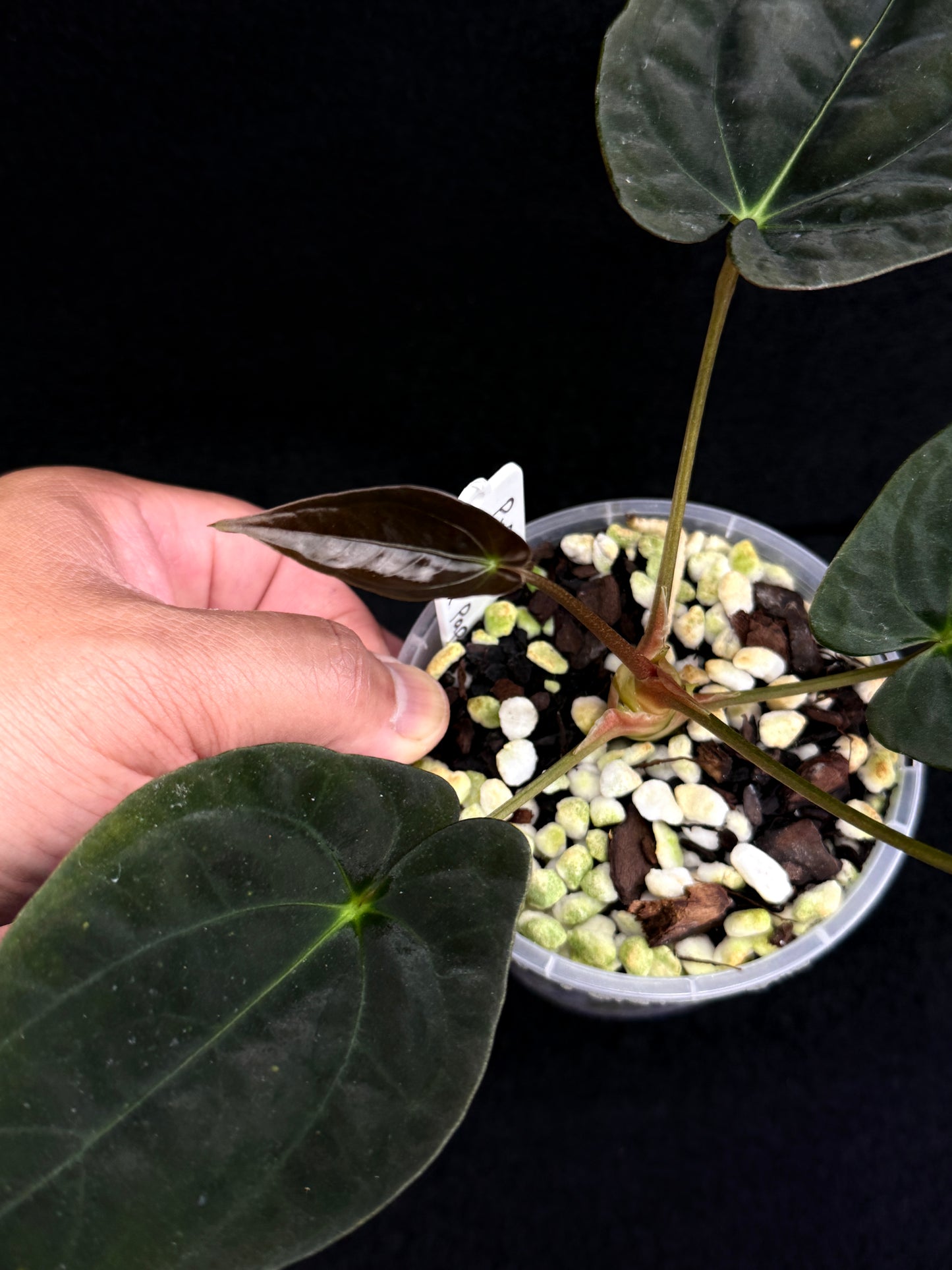 Anthurium Hybrid - PxD (JS) x BC x Pap D71