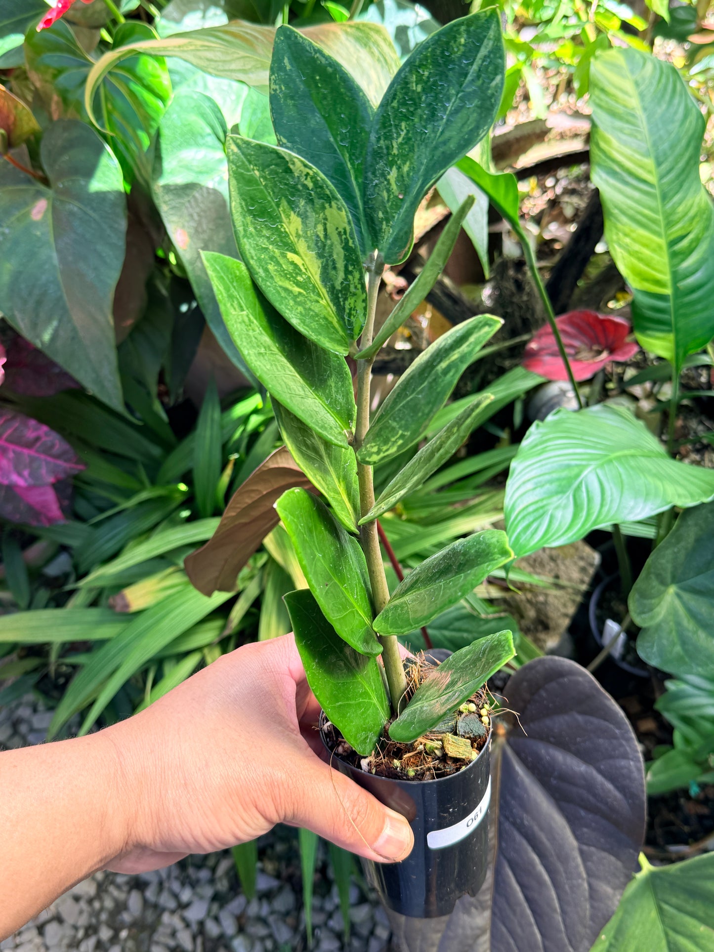 Zamioculcas zamiifolia 'Variegata' O61