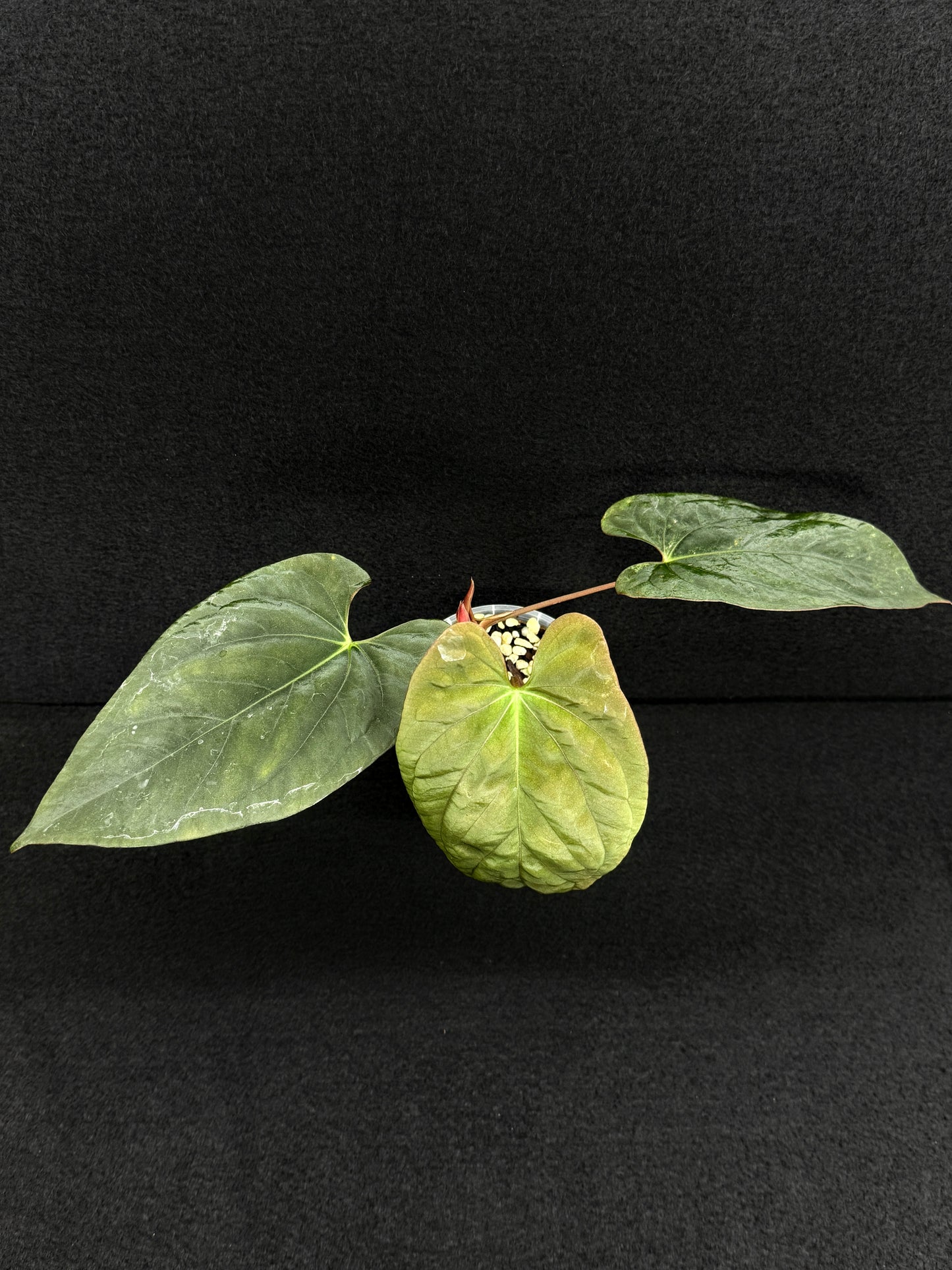 Anthurium Hybrid - PxD (JS) Selfed D72