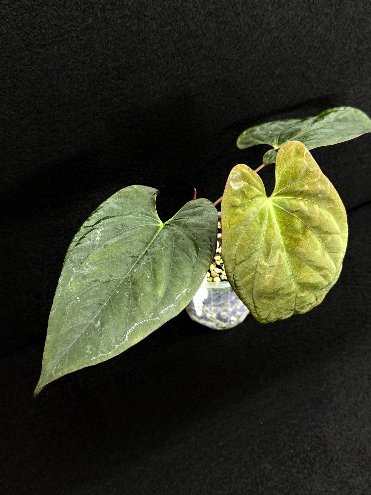 Anthurium Hybrid - PxD (JS) Selfed D72