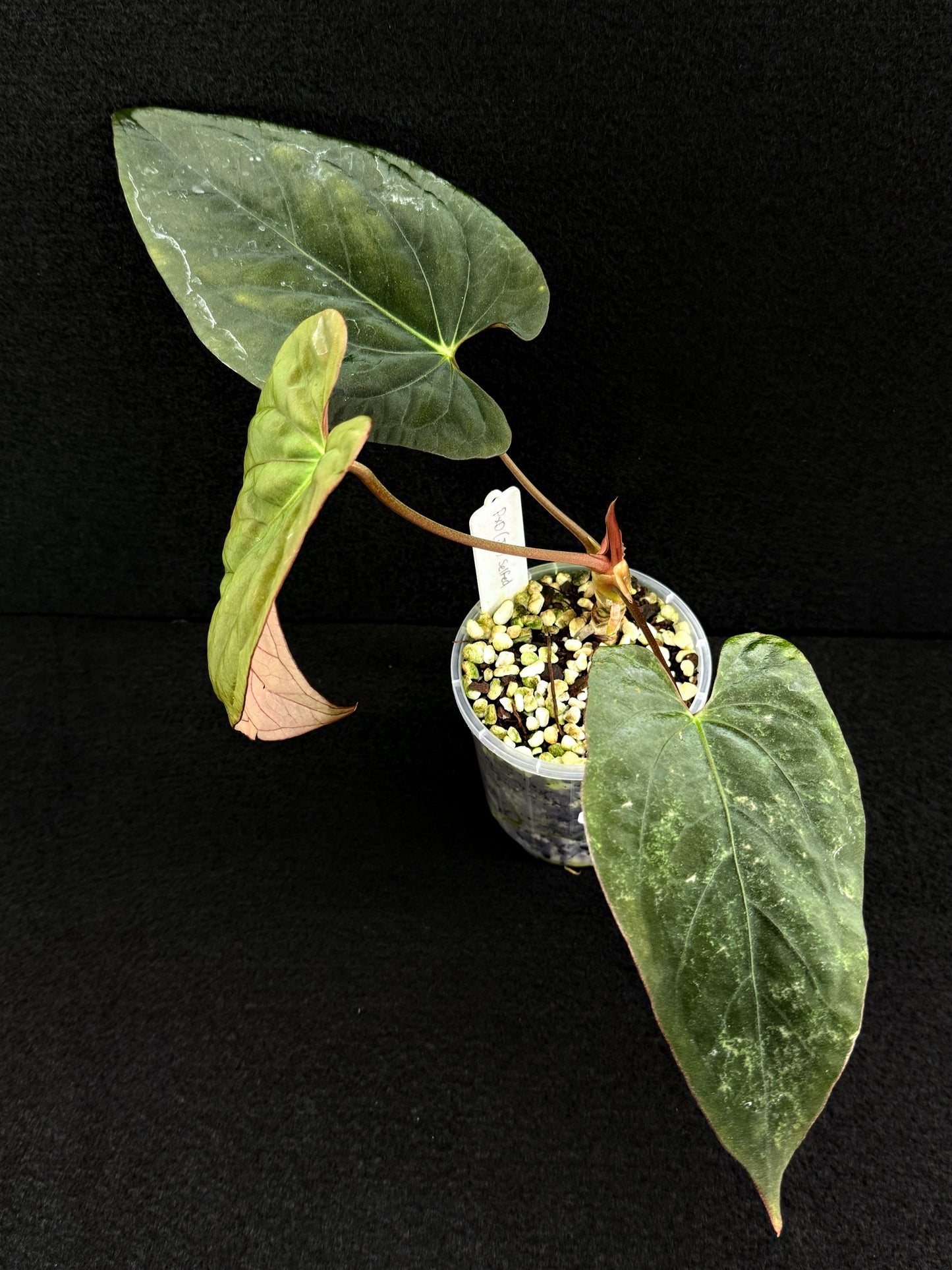 Anthurium Hybrid - PxD (JS) Selfed D72