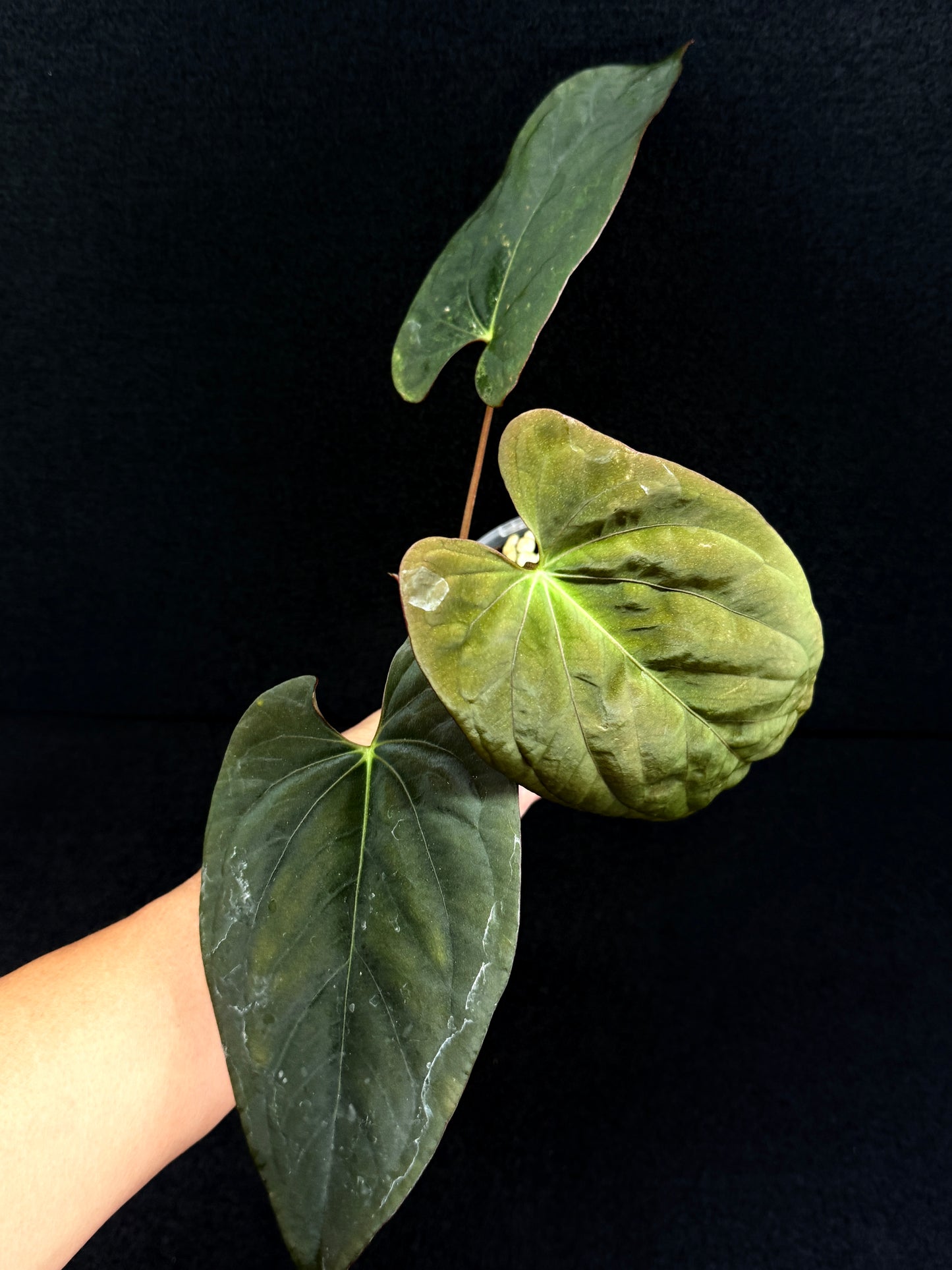 Anthurium Hybrid - PxD (JS) Selfed D72