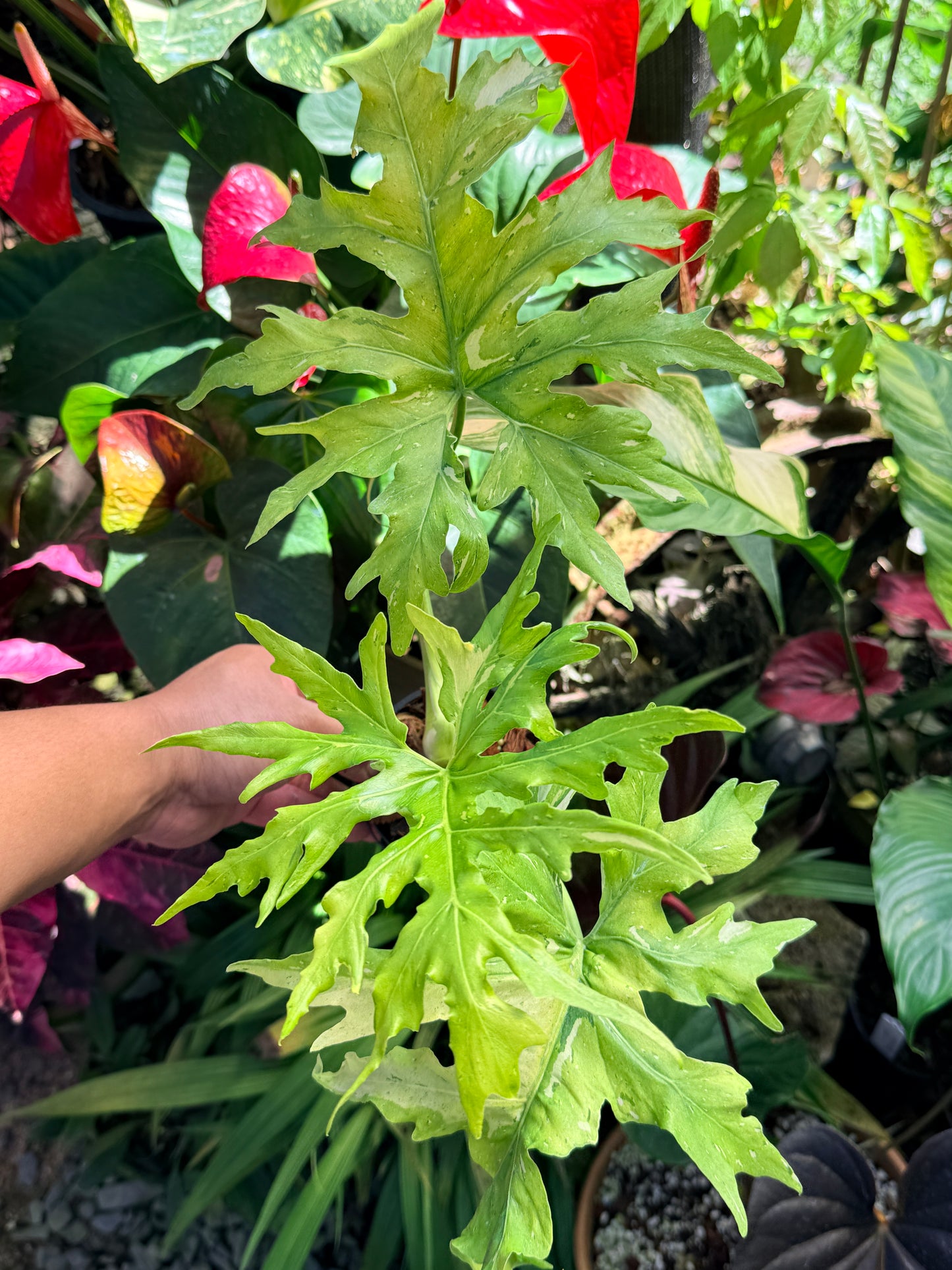 Philodendron 'Warscewiczii Variegata' (LARGE) O60