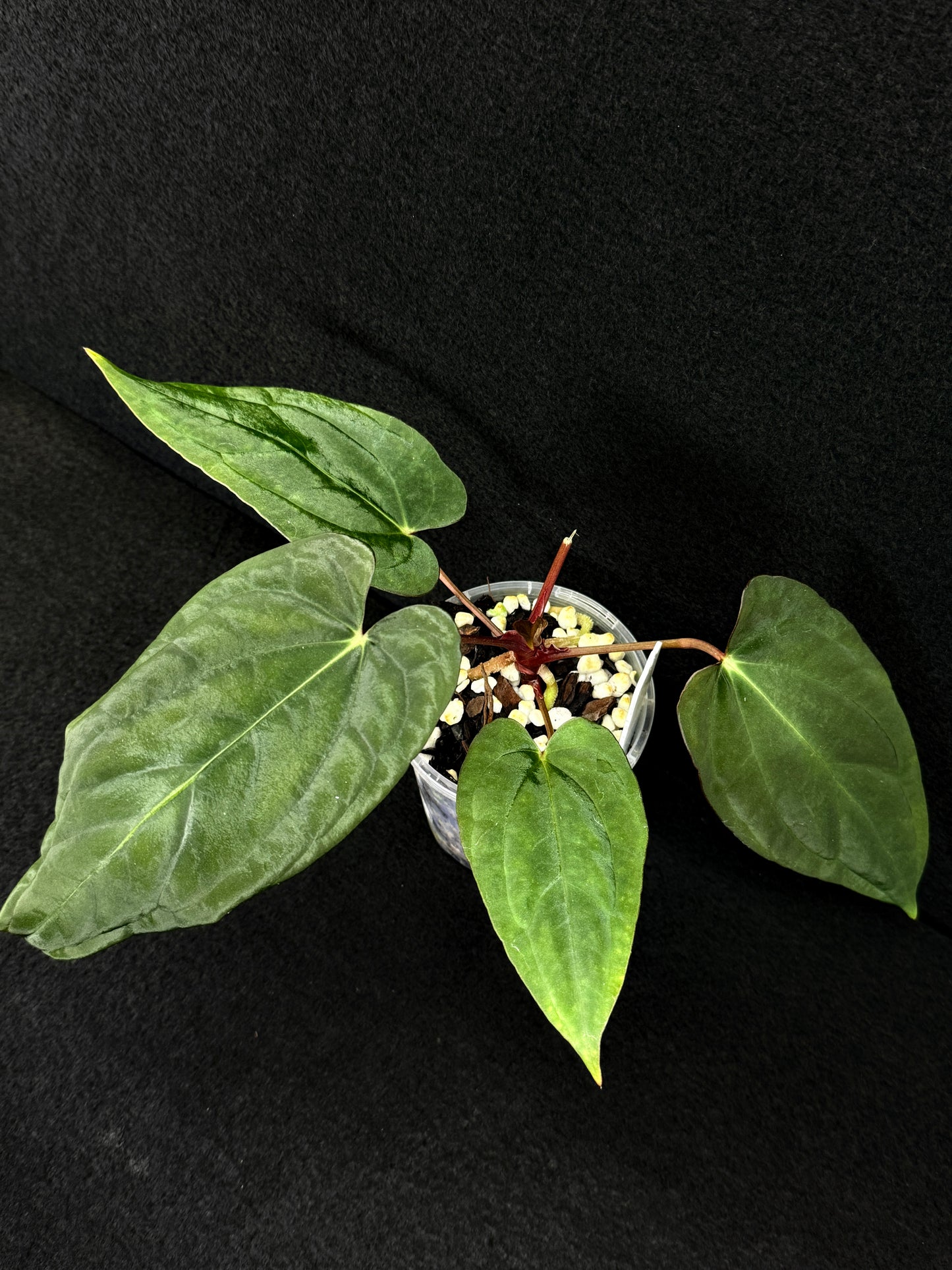 Anthurium Hybrid - Reverse BC x PxD (Las) D74