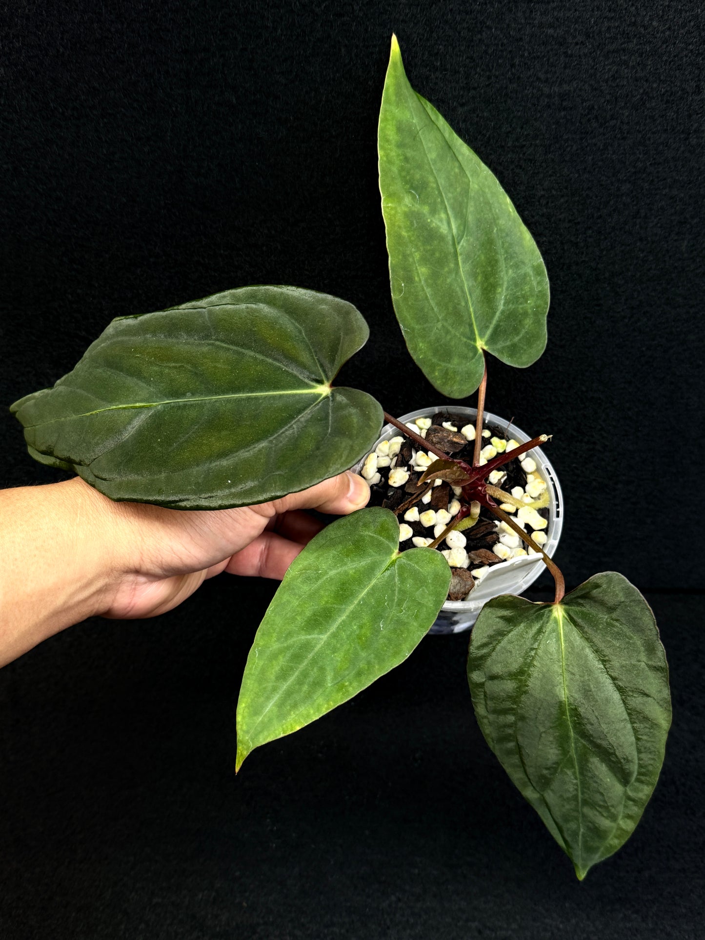Anthurium Hybrid - Reverse BC x PxD (Las) D74