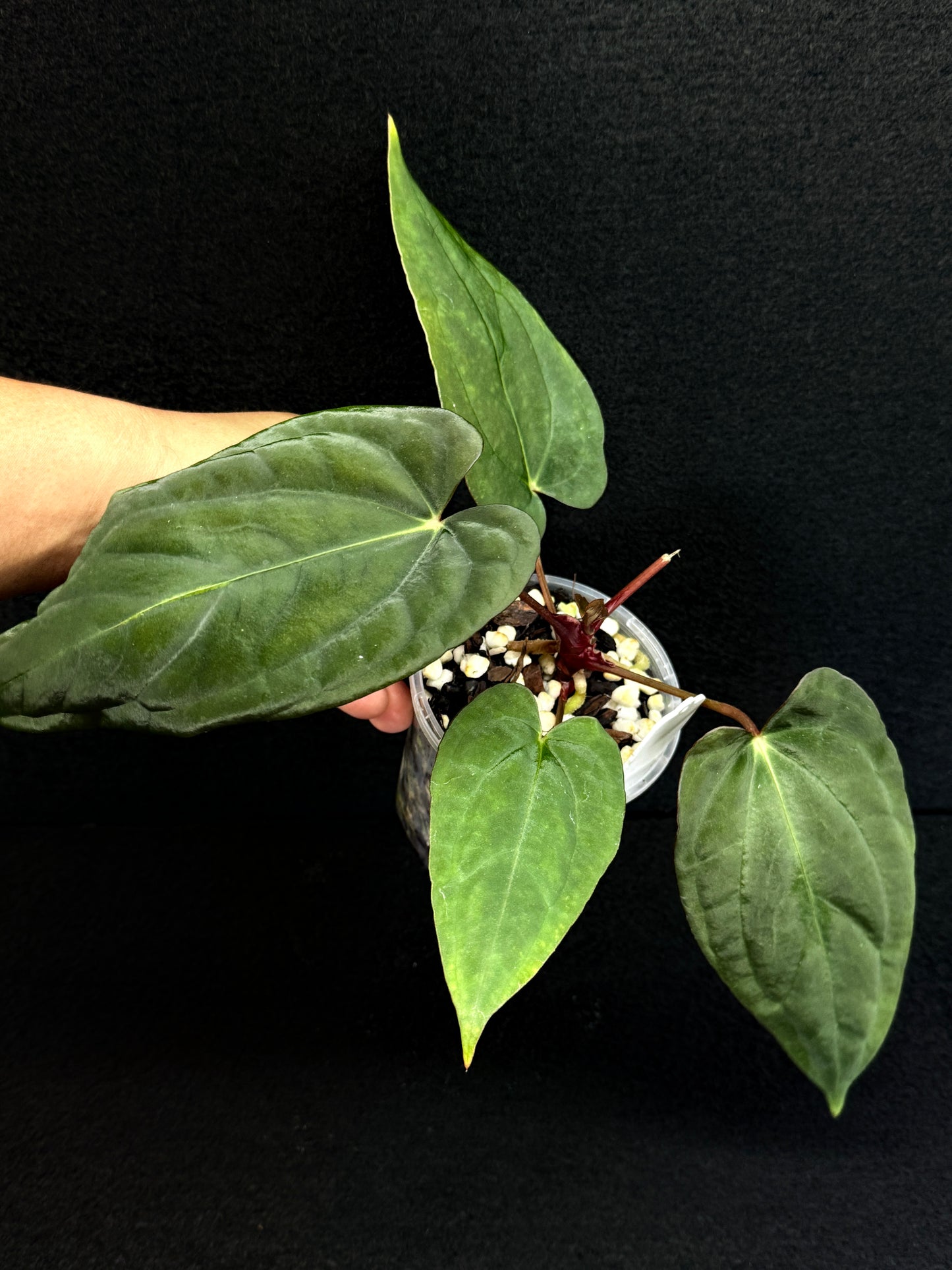 Anthurium Hybrid - Reverse BC x PxD (Las) D74