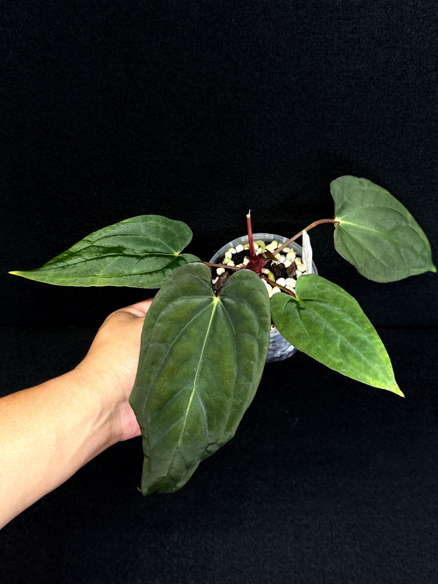 Anthurium Hybrid - Reverse BC x PxD (Las) D74
