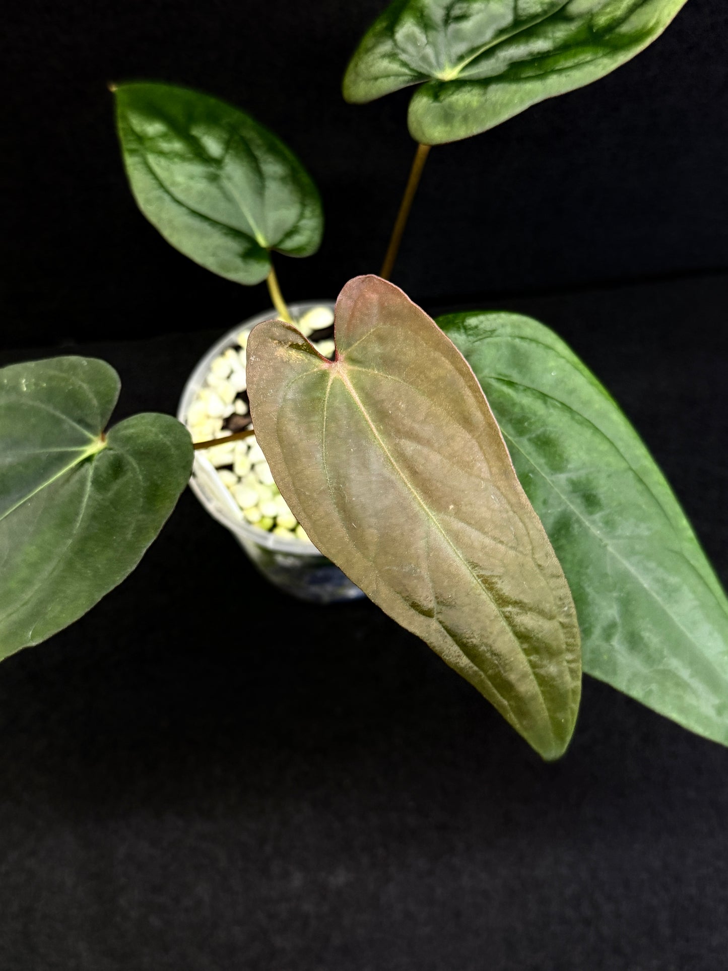 Anthurium Hybrid - Reverse BC x PxD (Las) D75