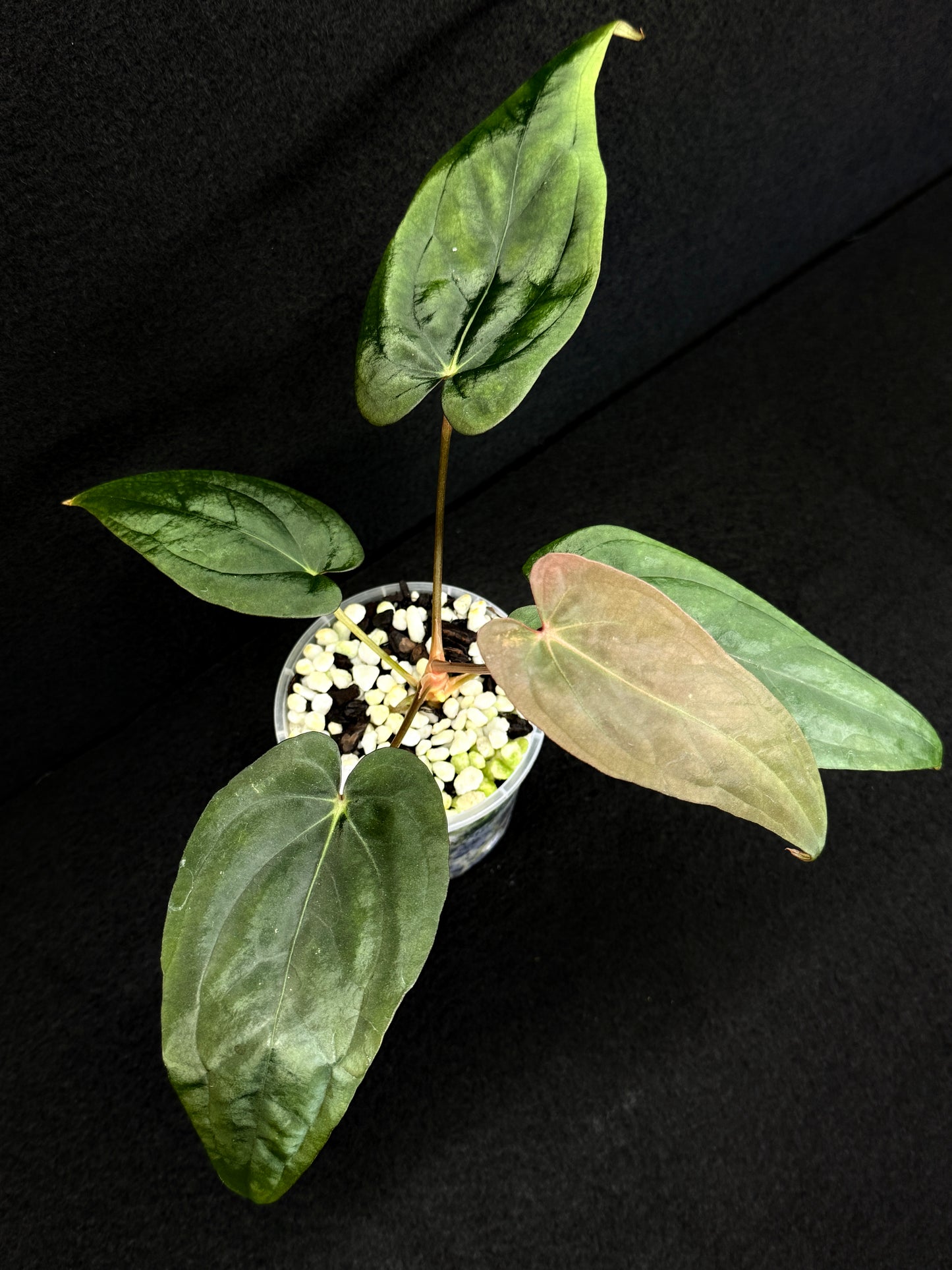 Anthurium Hybrid - Reverse BC x PxD (Las) D75