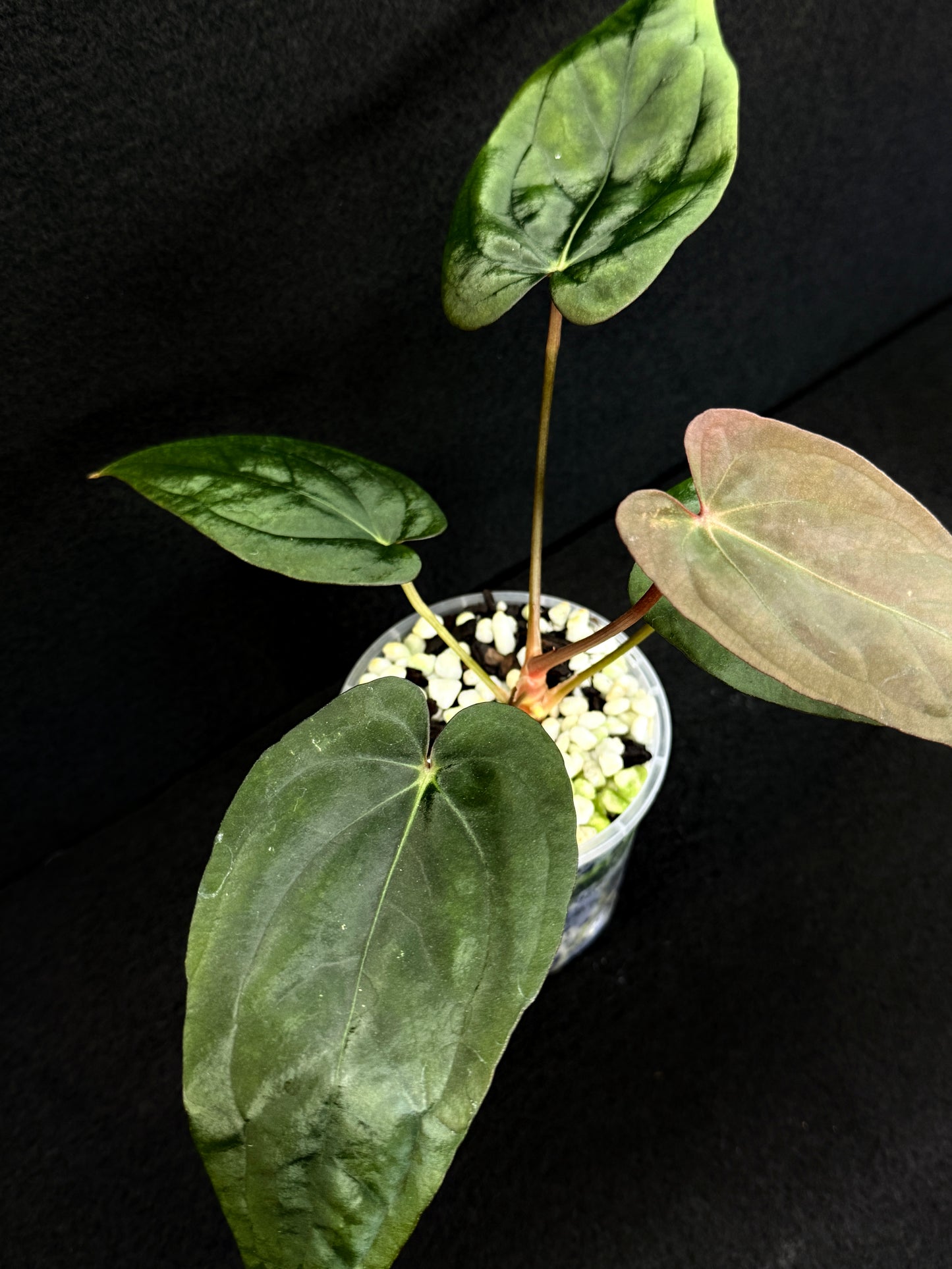 Anthurium Hybrid - Reverse BC x PxD (Las) D75